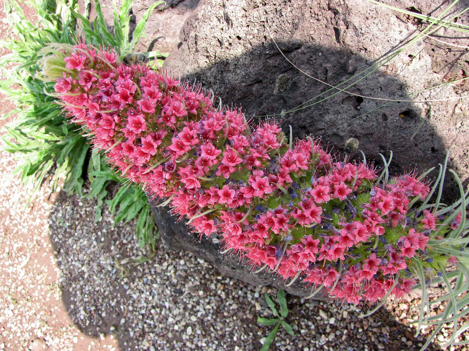 Tower of Jewels (Echium wildpretii)