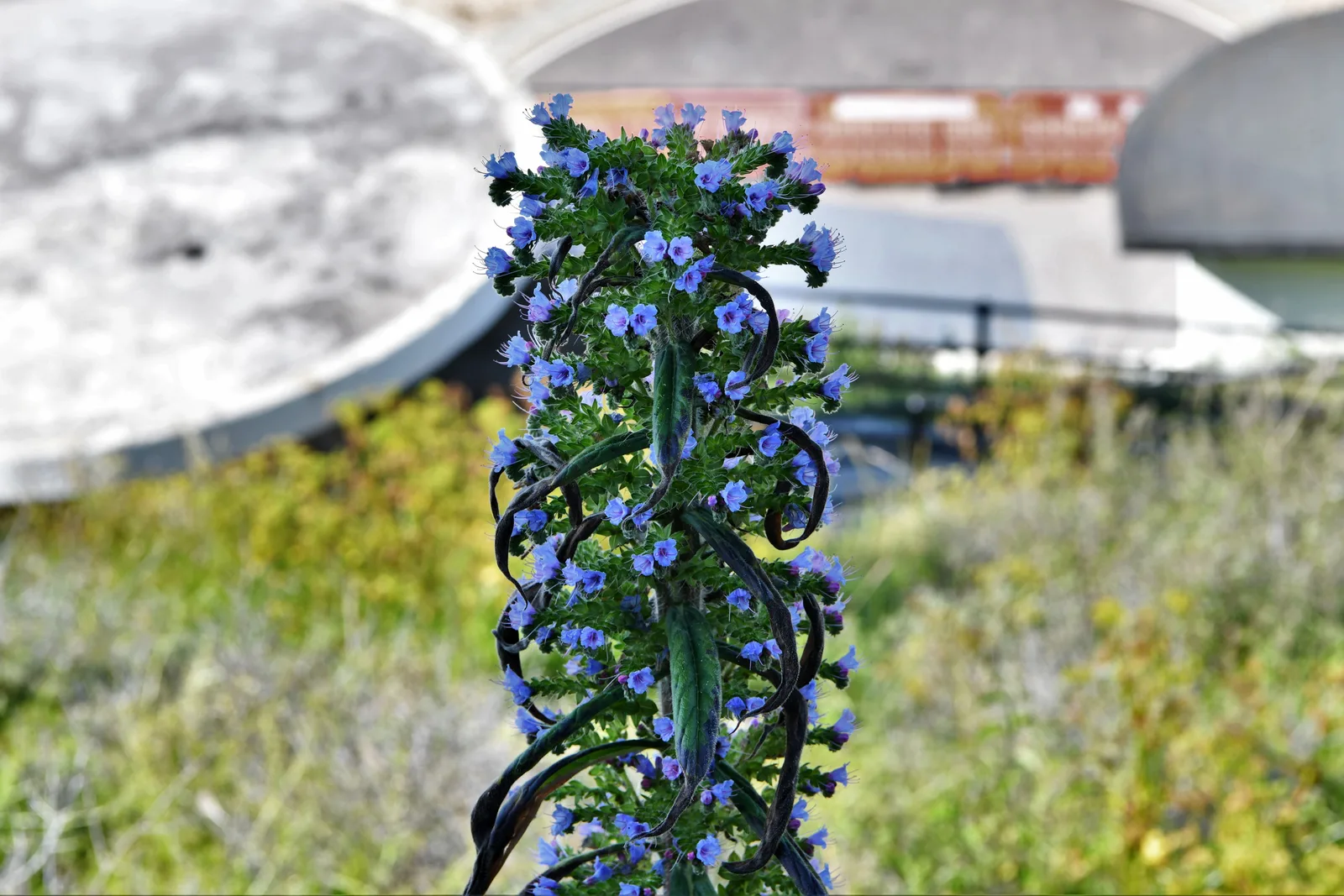 Giant Vipers Bugloss (Echium pininana)