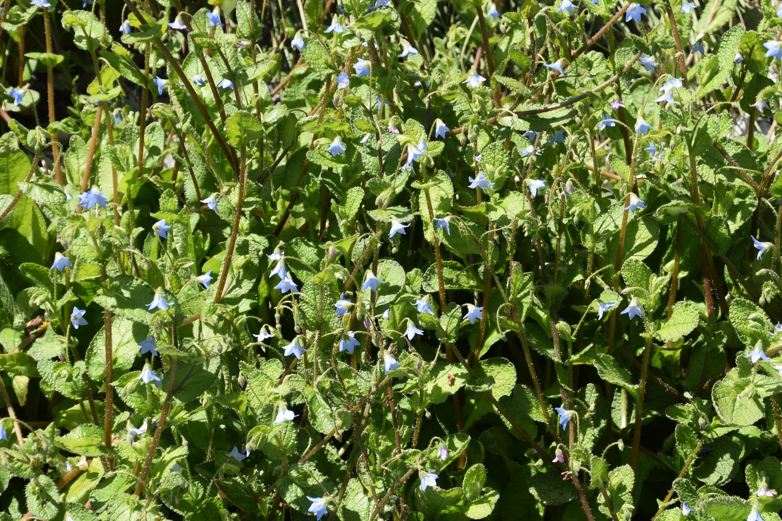 Borago Pygmaea