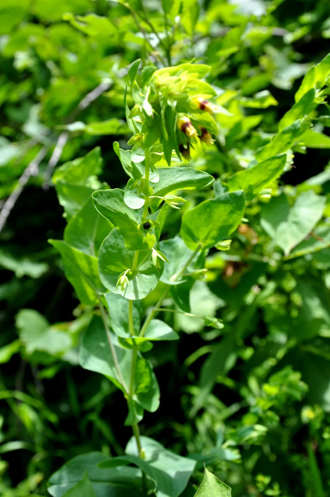 Honeywort (Cerinthe minor)