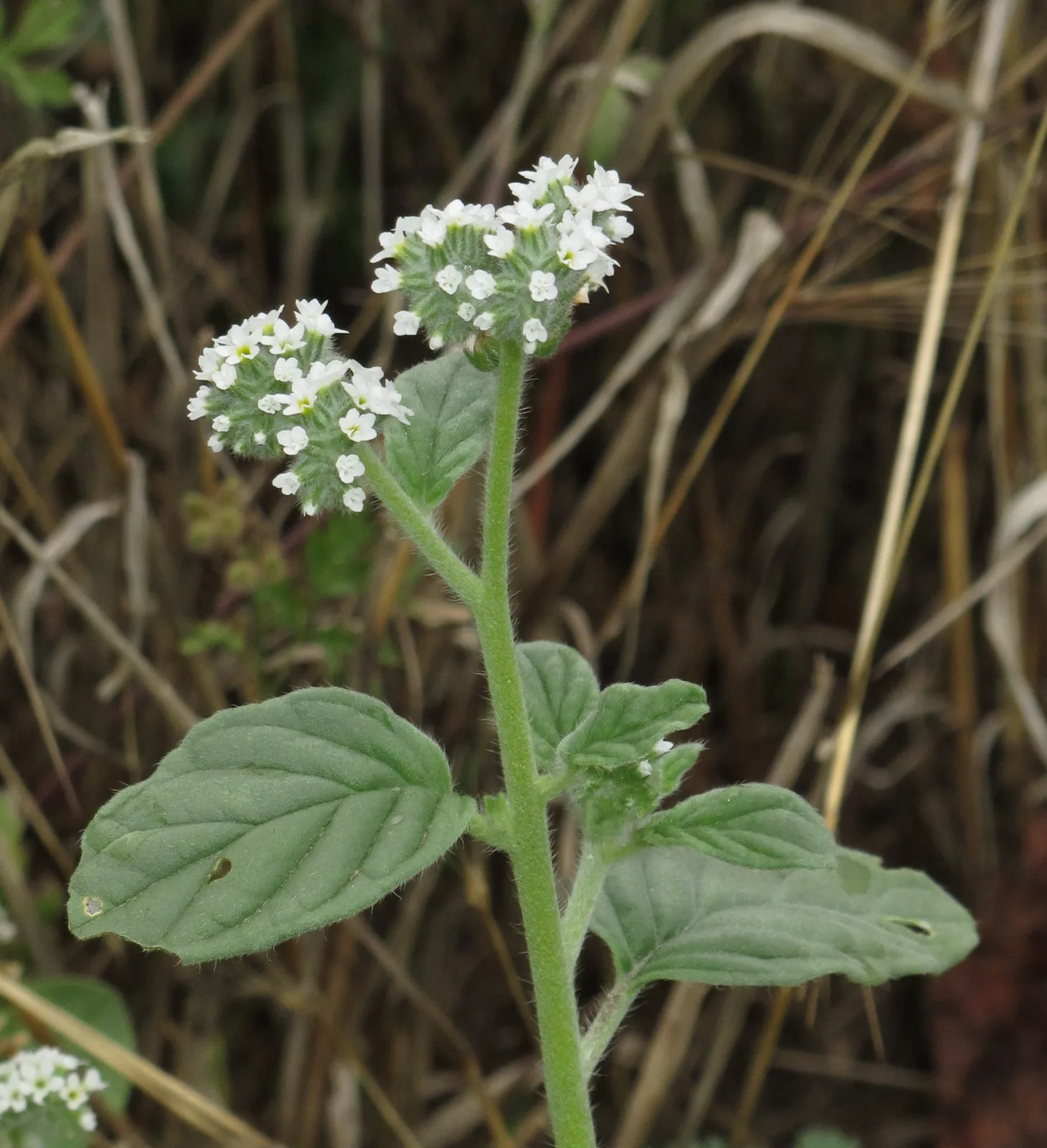 European Heliotrope (Heliotropium europaeum)