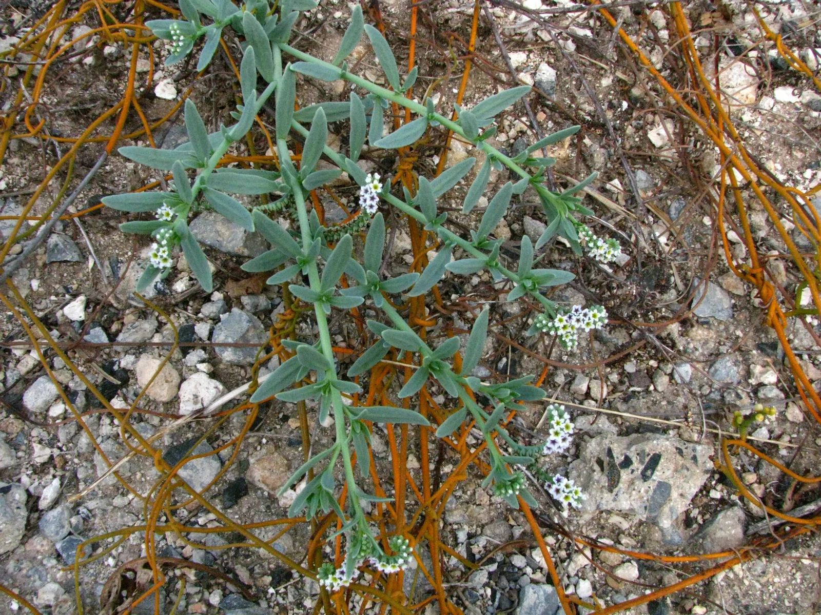 Seaside Heliotrope (Heliotropium curassavicum)