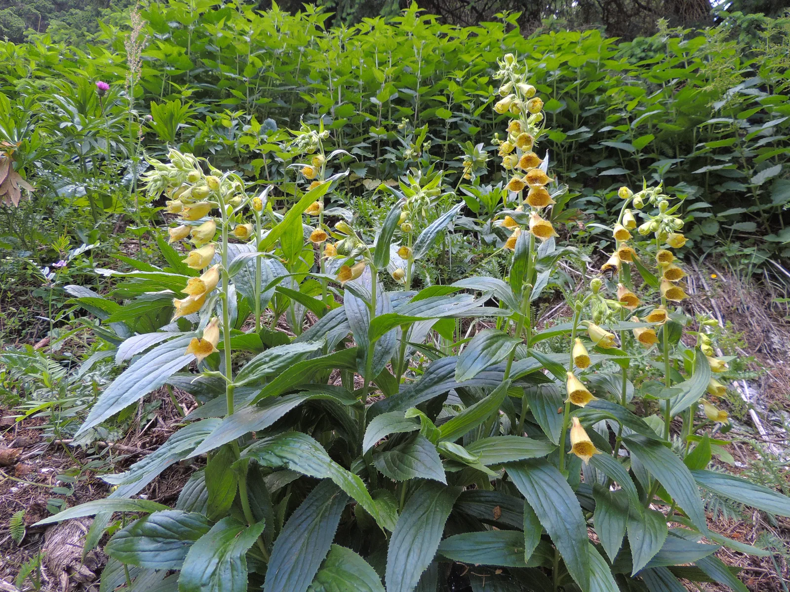 Yellow Foxglove