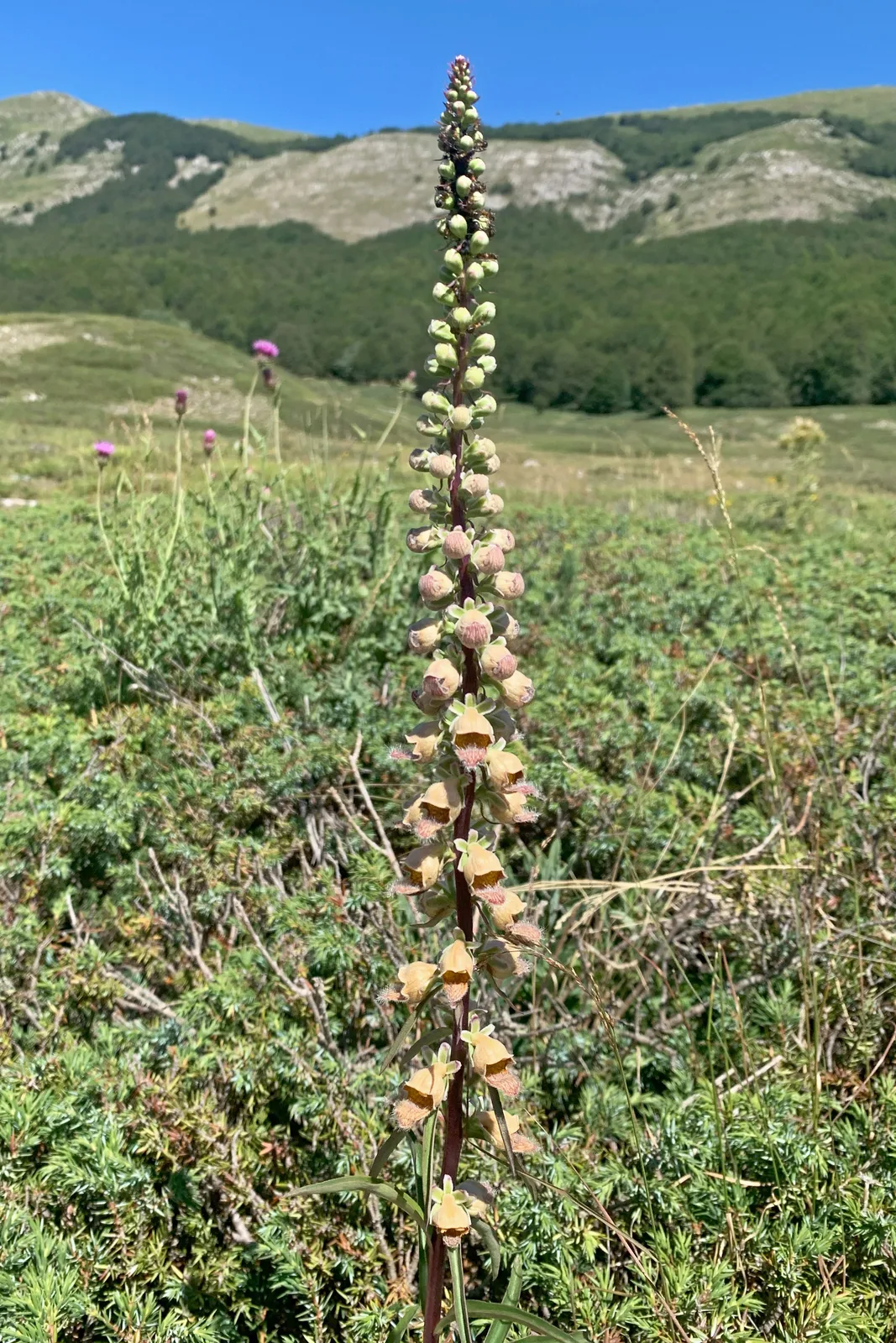 Rusty Foxglove (Digitalis ferruginea)
