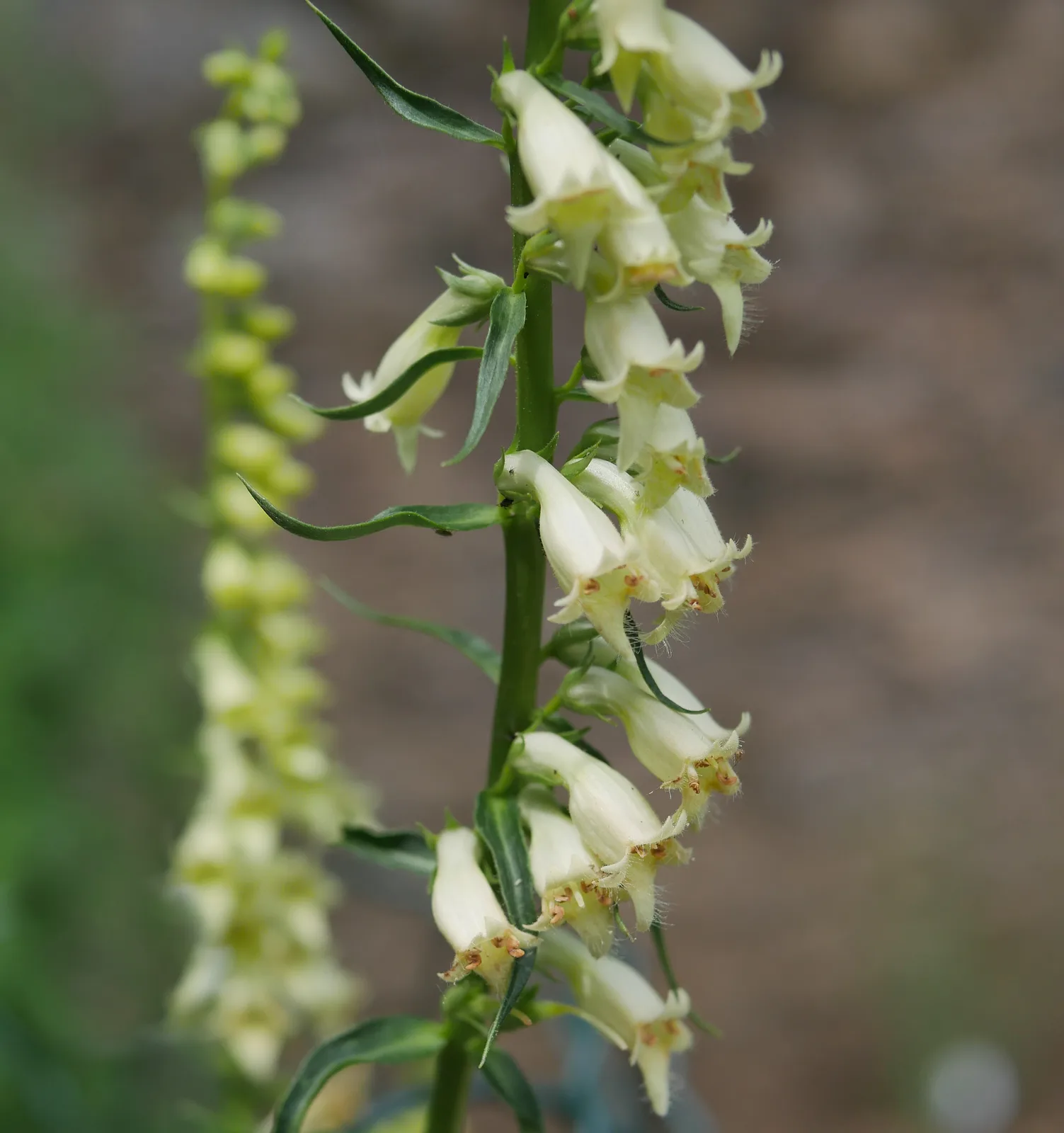 Small Yellow Foxglove (Digitalis lutea)