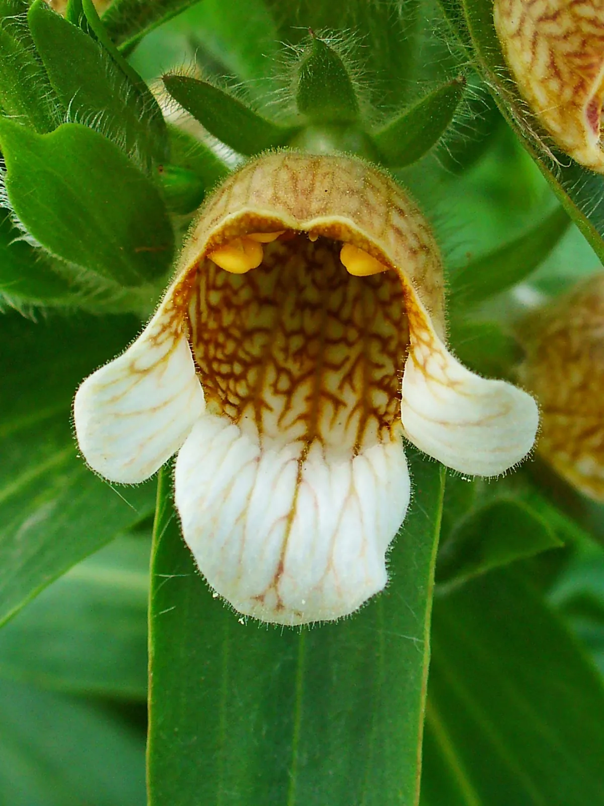Woolly Foxglove