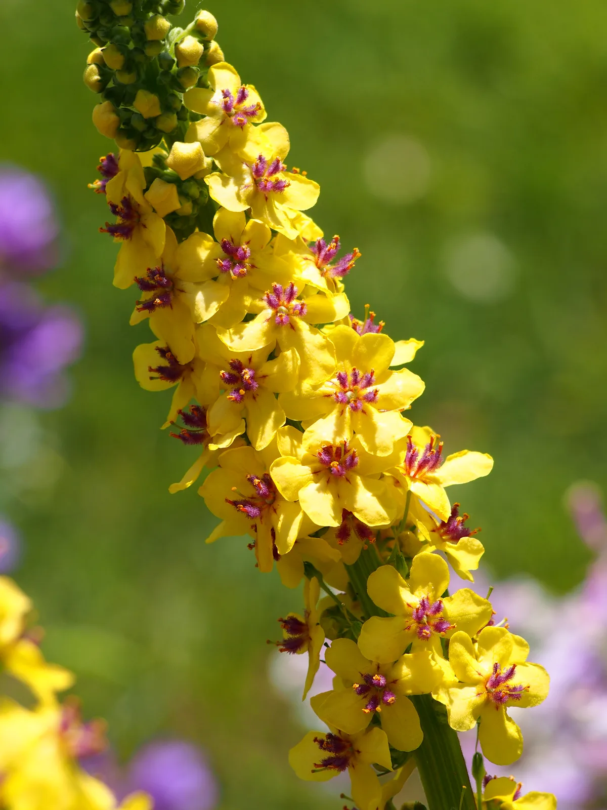Great Mullein