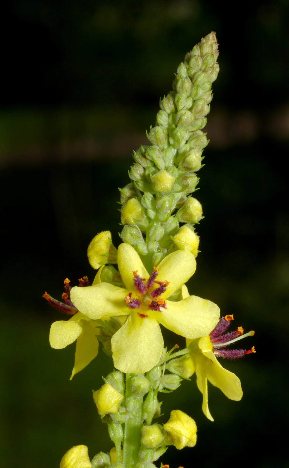 Dark Mullein (Verbascum nigrum)
