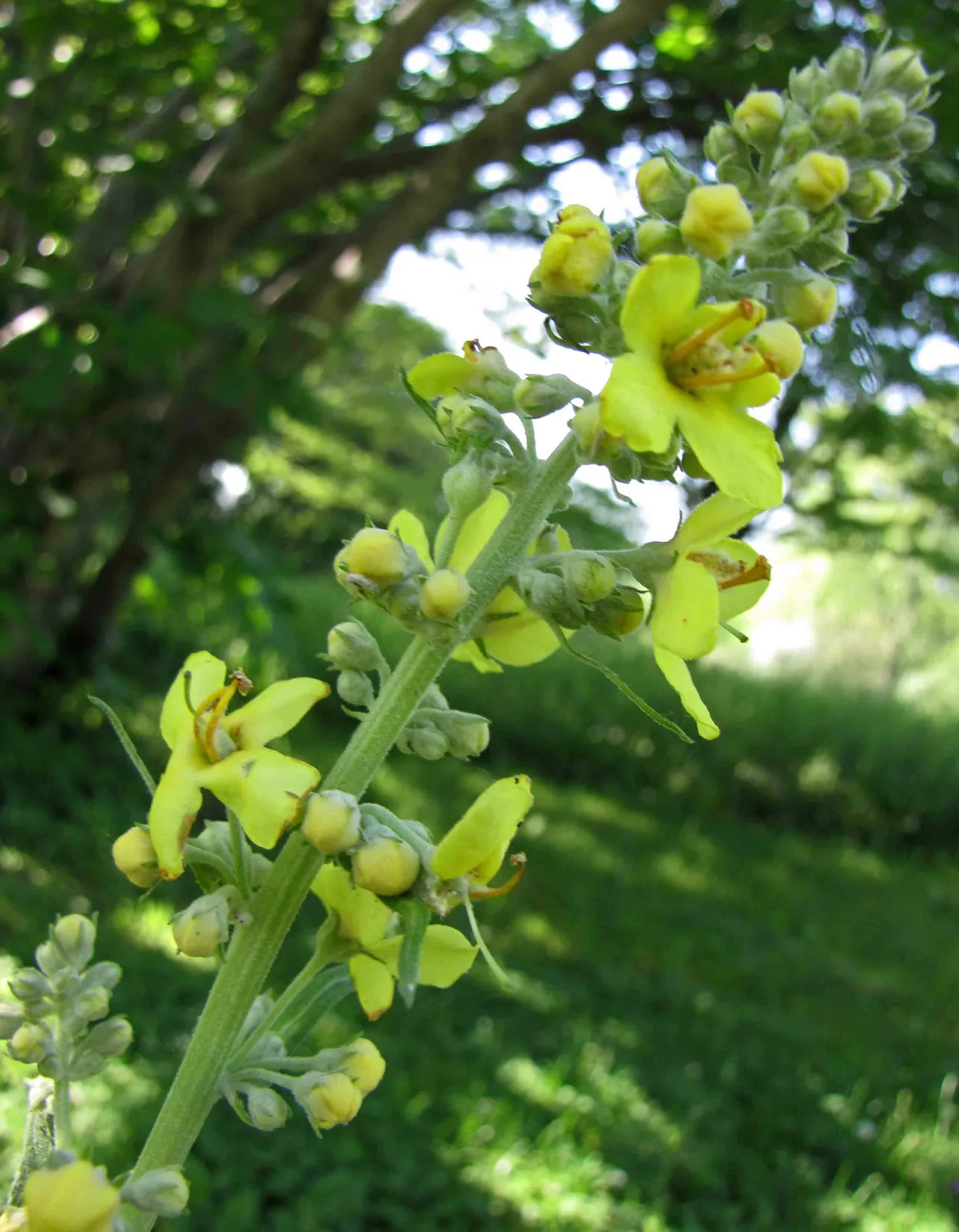 White Mullein (Verbascum lychnitis)