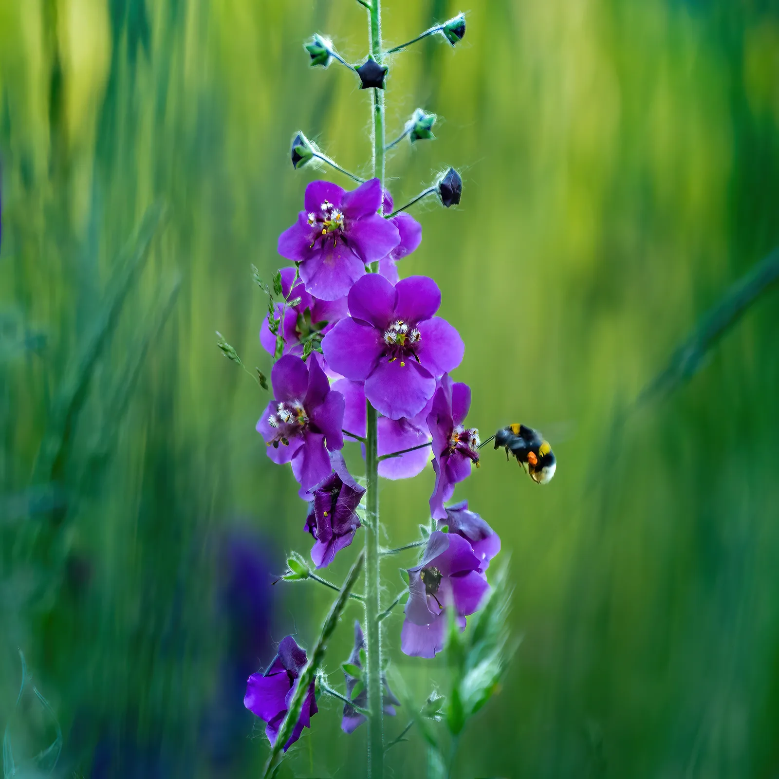 Purple Mullein (Verbascum phoeniceum)