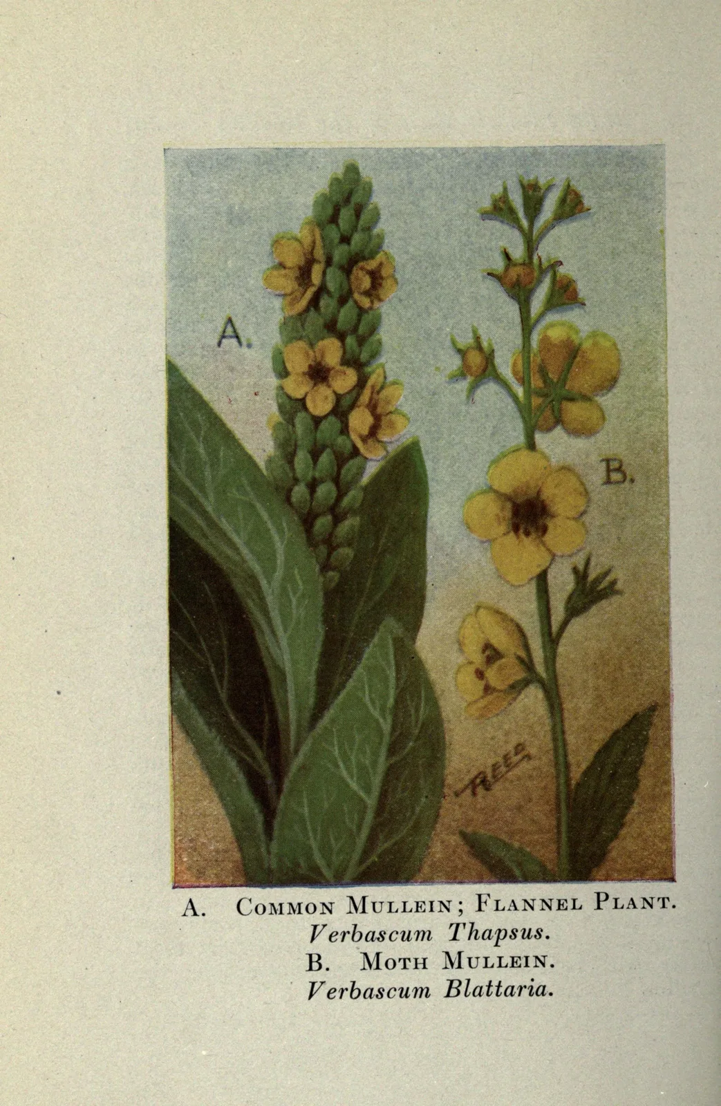 Moth Mullein (Verbascum blattaria)