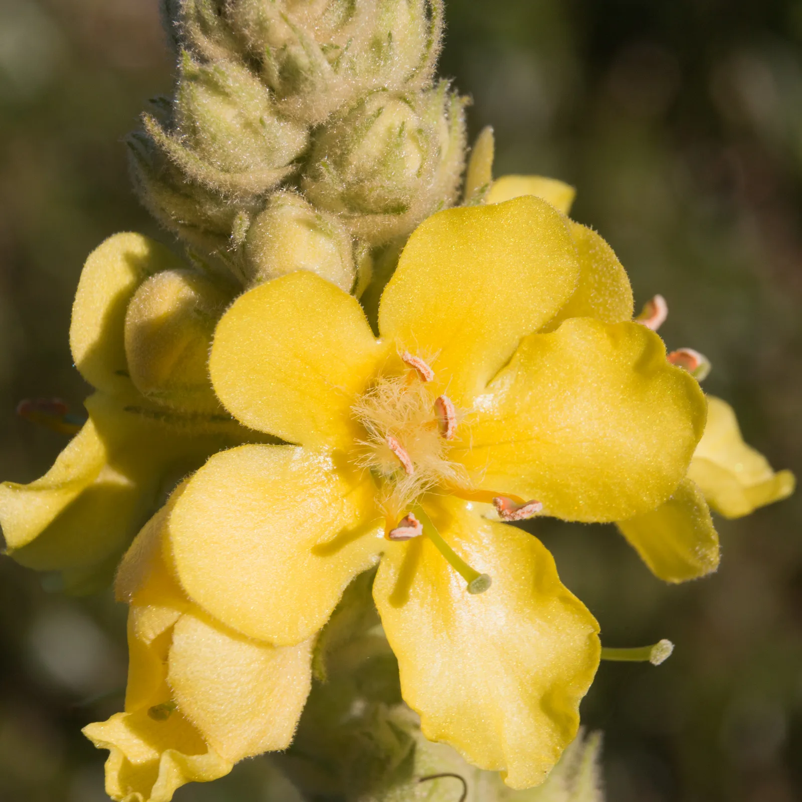 Hoary Mullein (Verbascum pulverulentum)