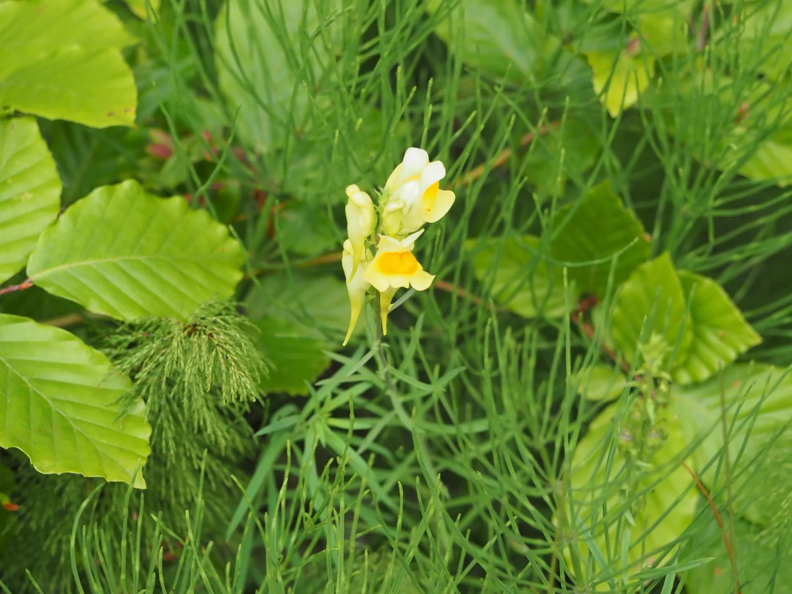 Common Toadflax (Linaria vulgaris)