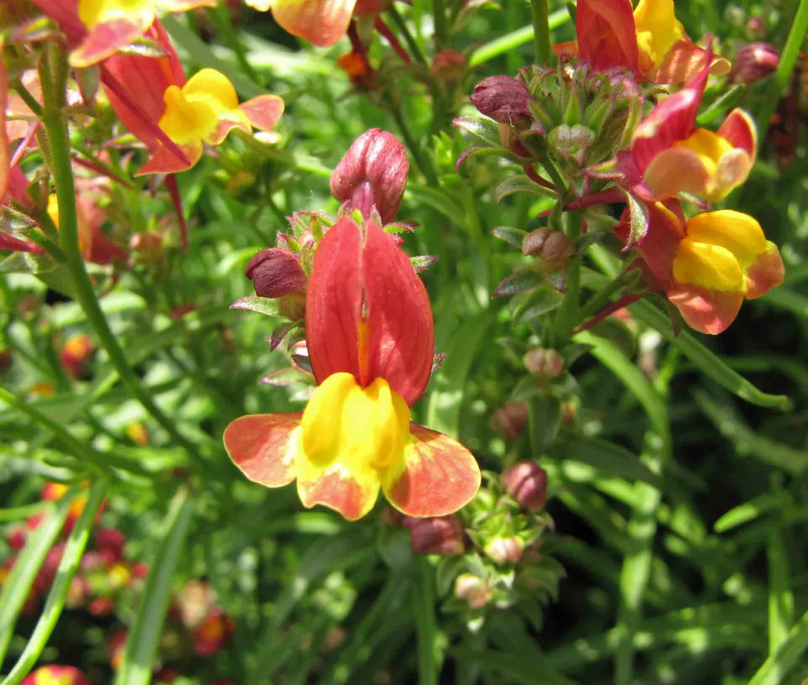 Moroccan Toadflax (Linaria maroccana)