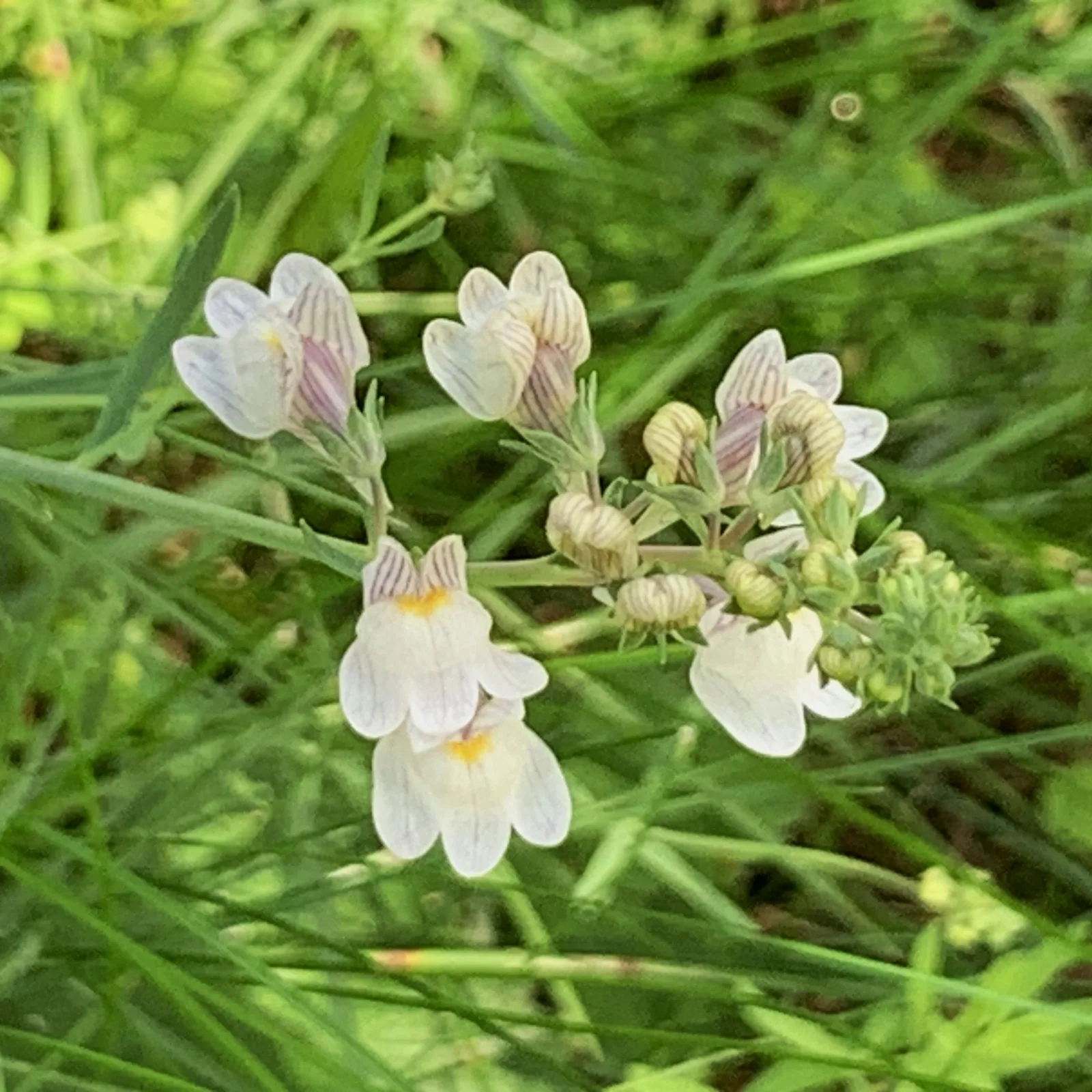 Striped Toadflax (Linaria repens)