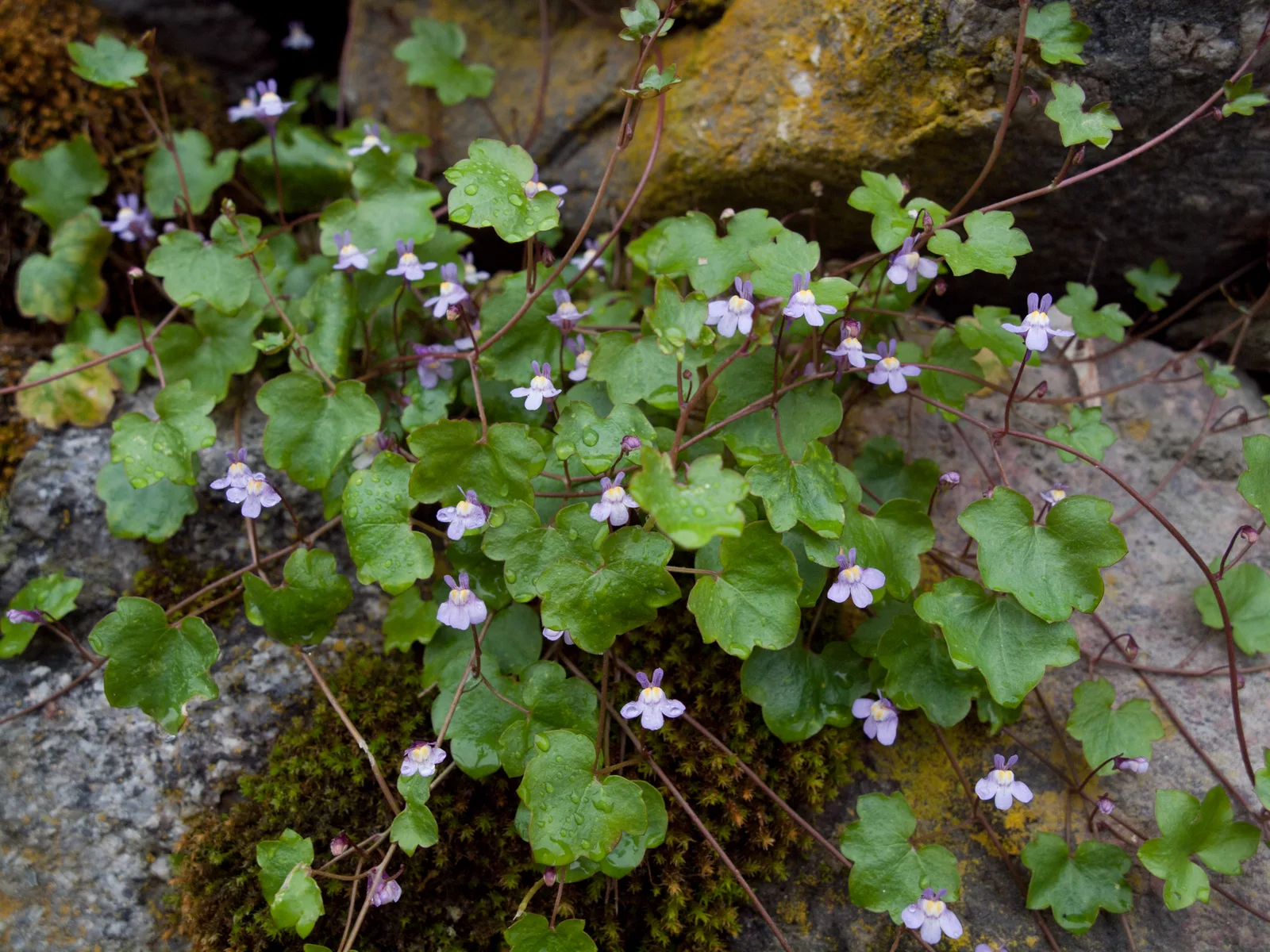 Ivy Leaved Toadflax