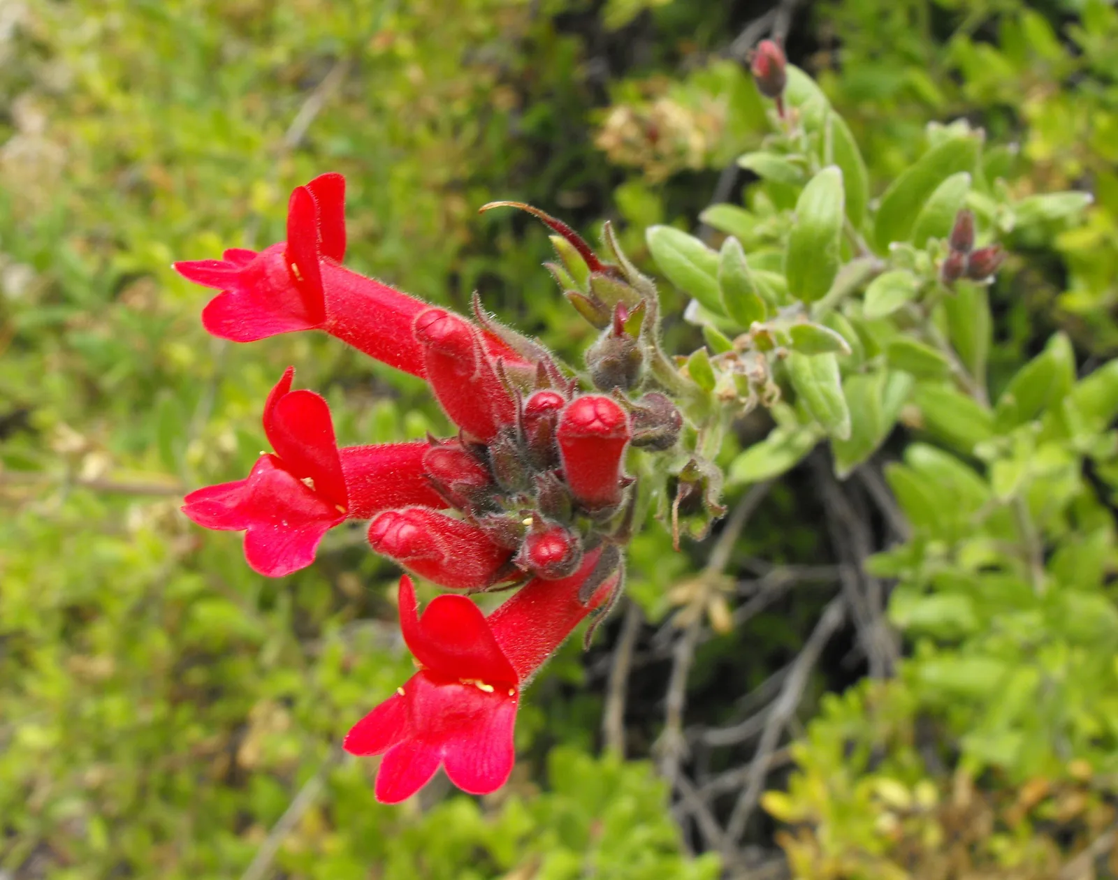 Island Snapdragon (Gambelia speciosa)