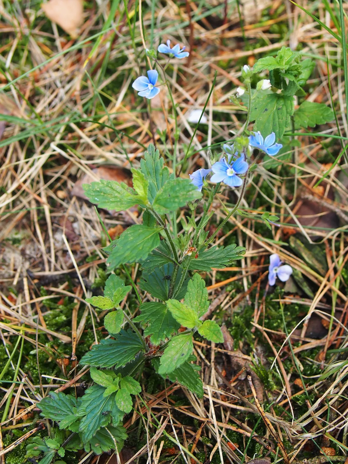 Germander Speedwell (Veronica chamaedrys)
