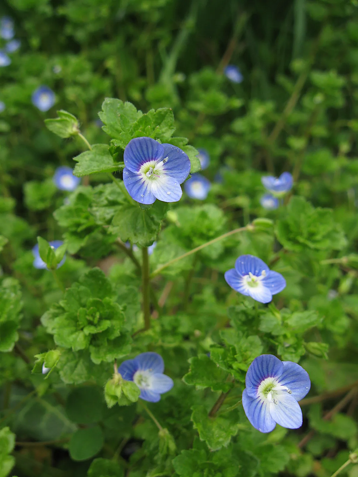 Persian Speedwell (Veronica persica)