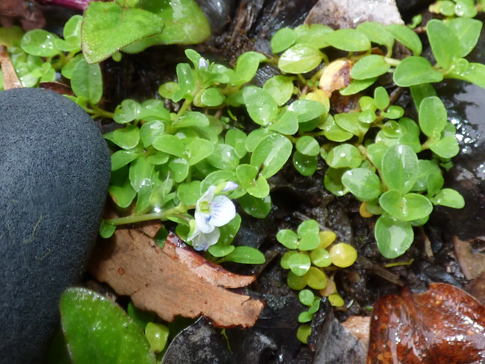 Thyme Leaved Speedwell (Veronica serpyllifolia)