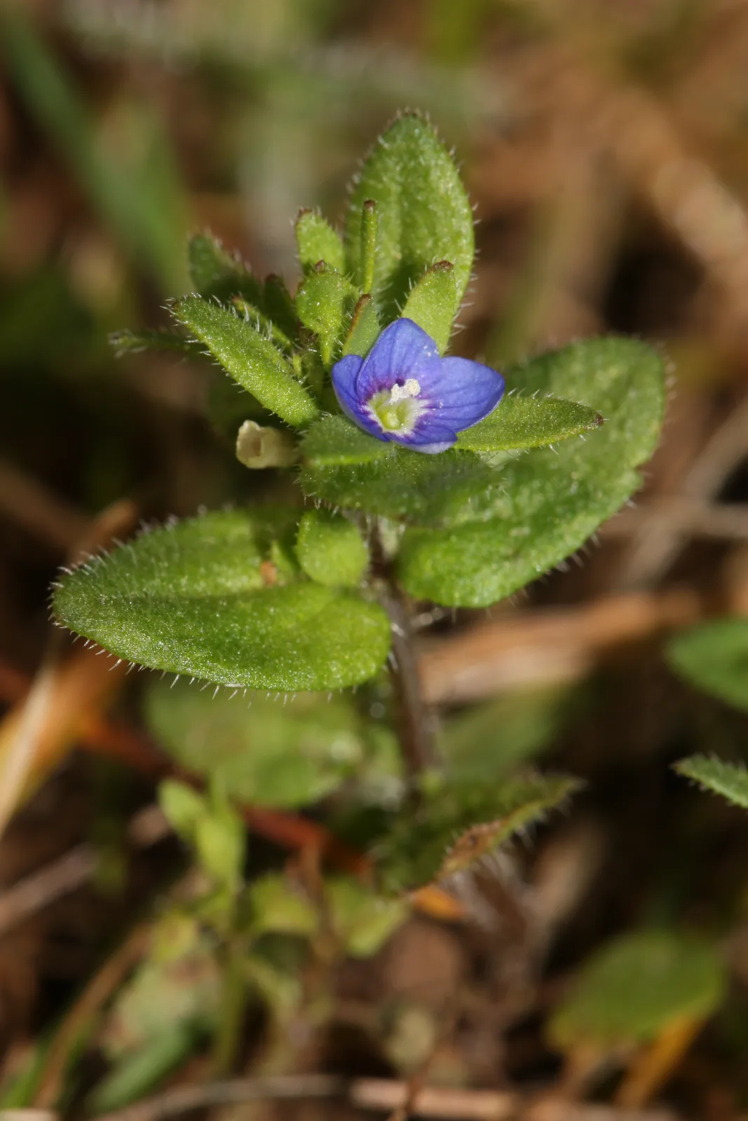 Corn Speedwell (Veronica arvensis)