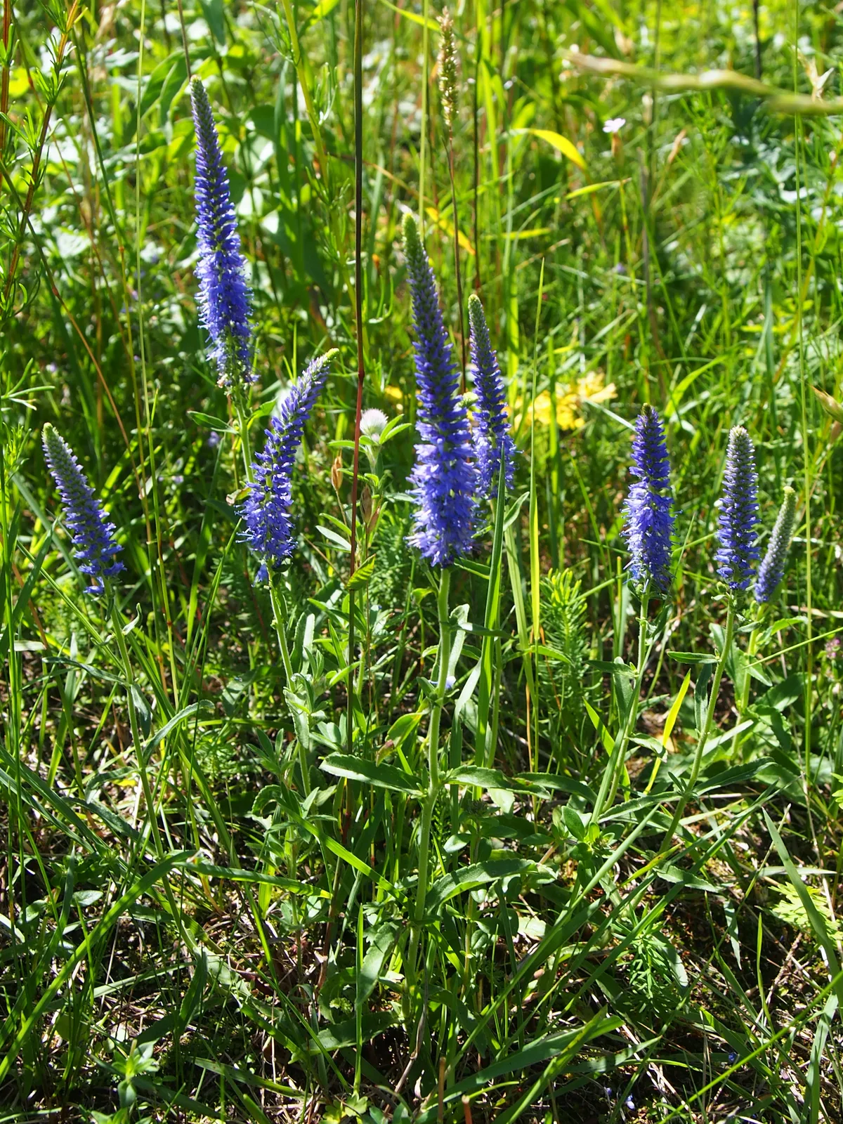 Spiked Speedwell (Veronica spicata)