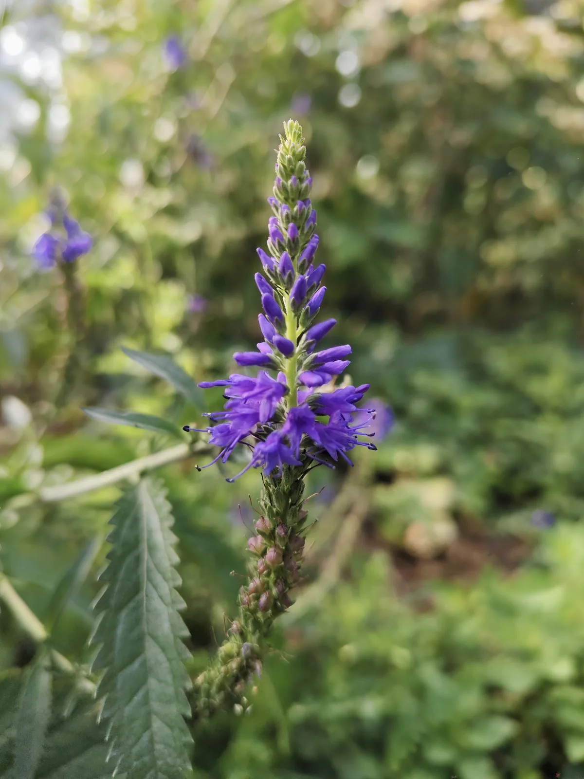Longleaf Speedwell (Veronica longifolia)