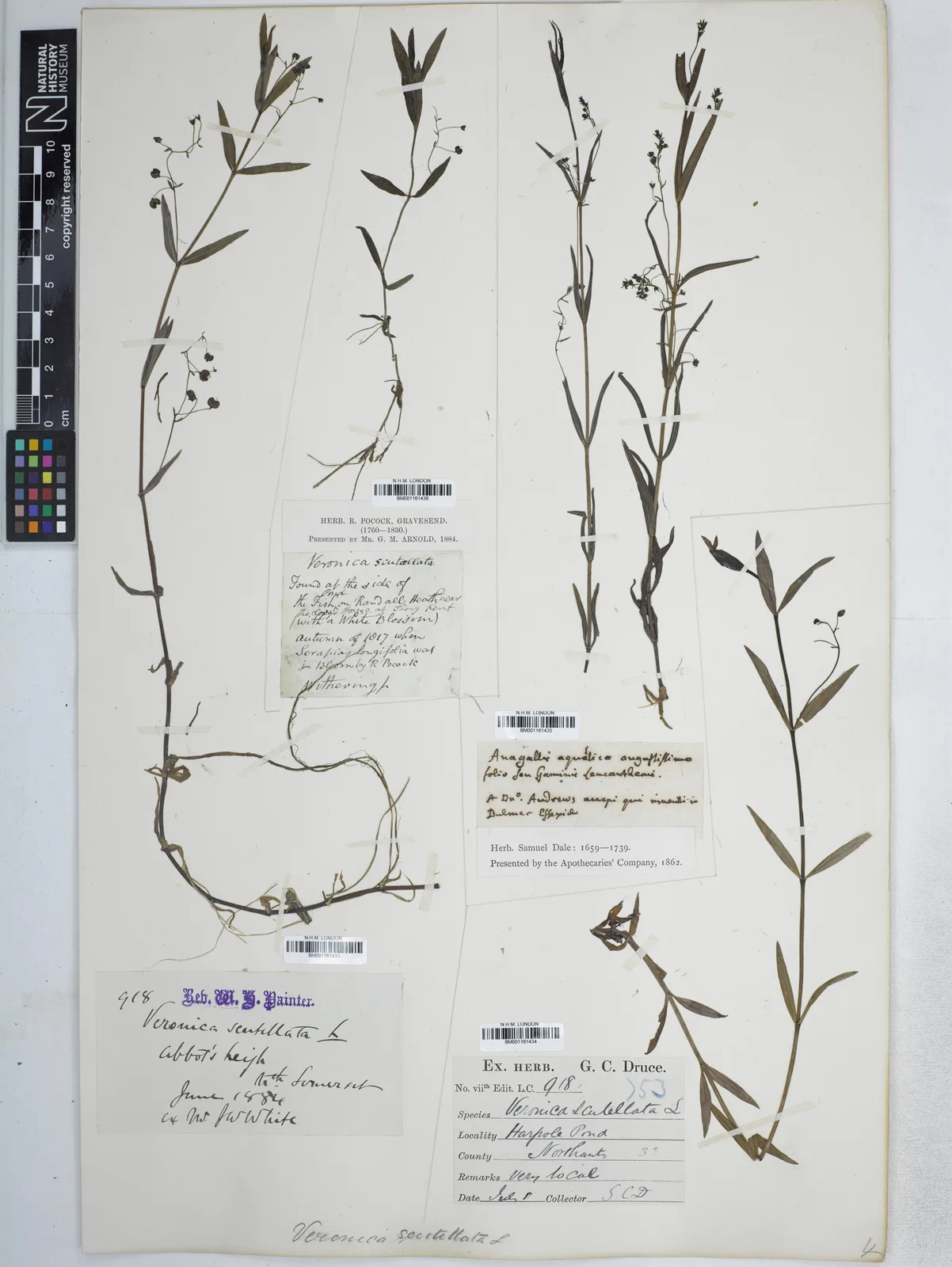 Marsh Speedwell