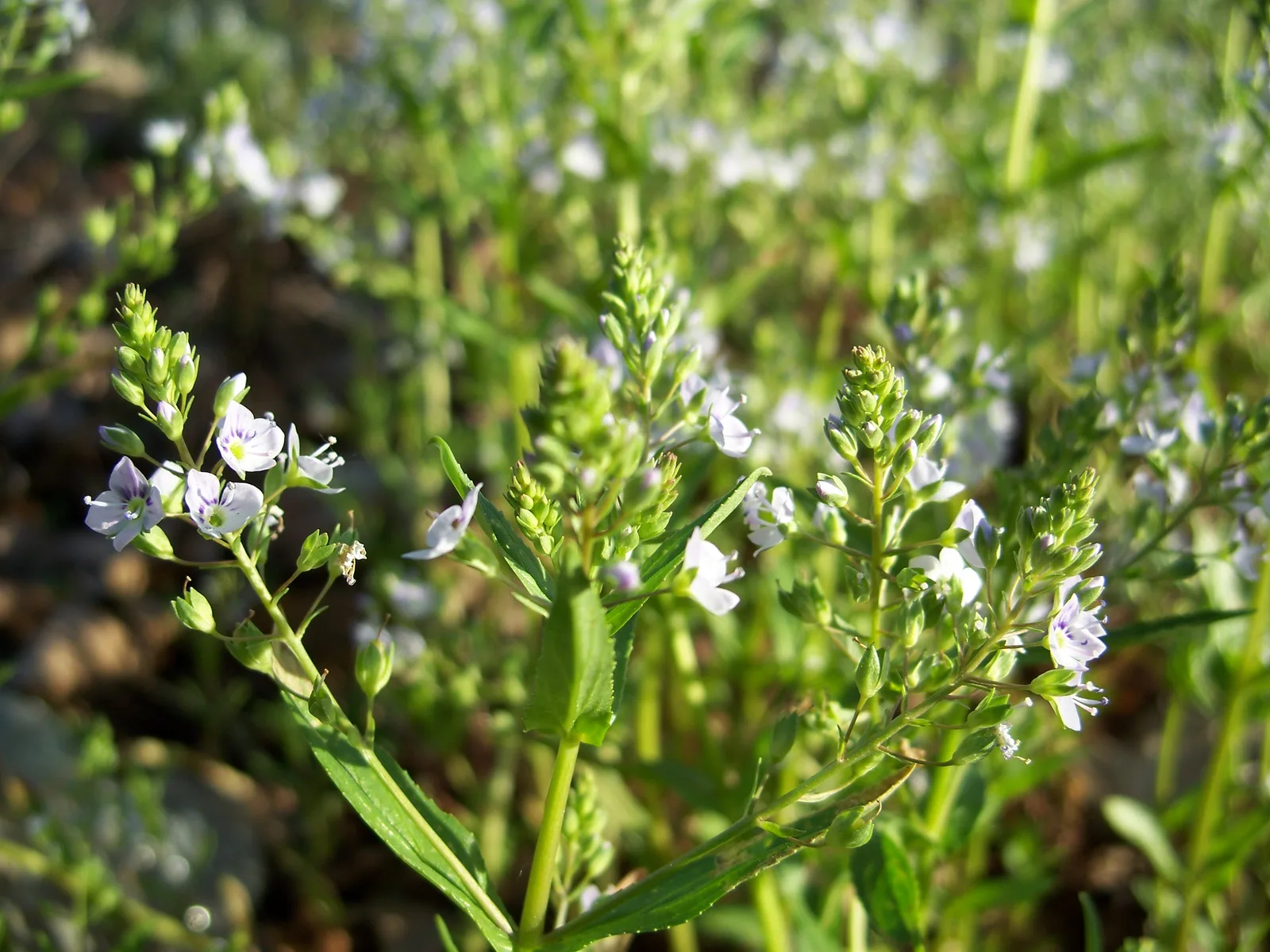 Water Speedwell