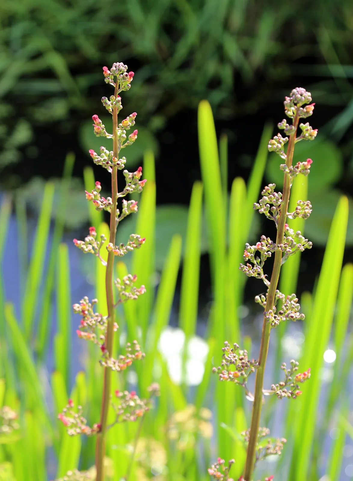 Water Figwort (Scrophularia auriculata)