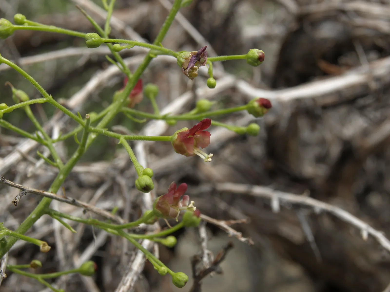 Desert Figwort