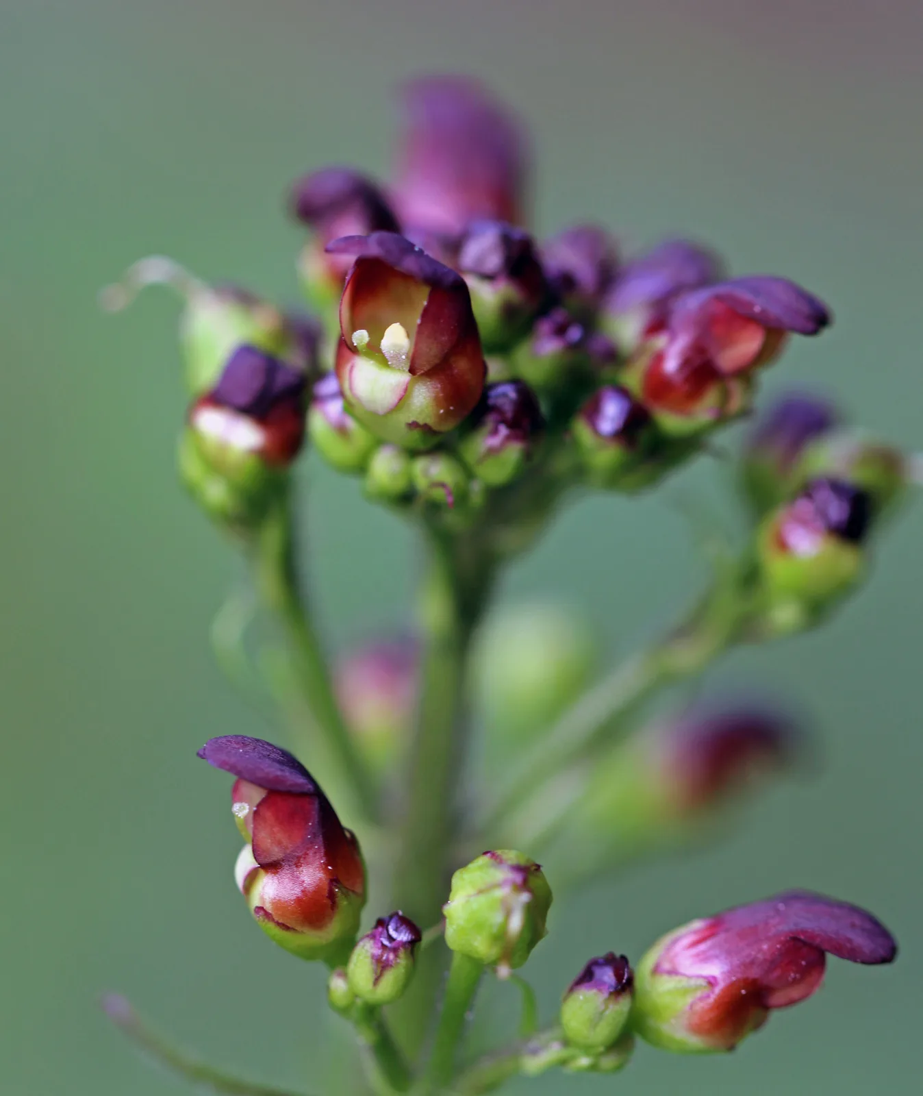California Figwort (Scrophularia californica)