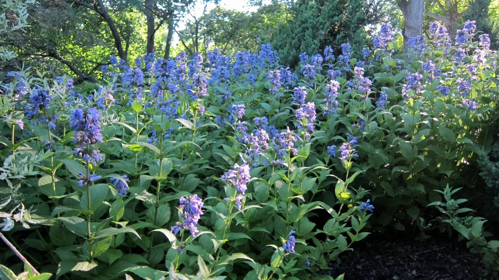 Japanese Catmint (Nepeta subsessilis)