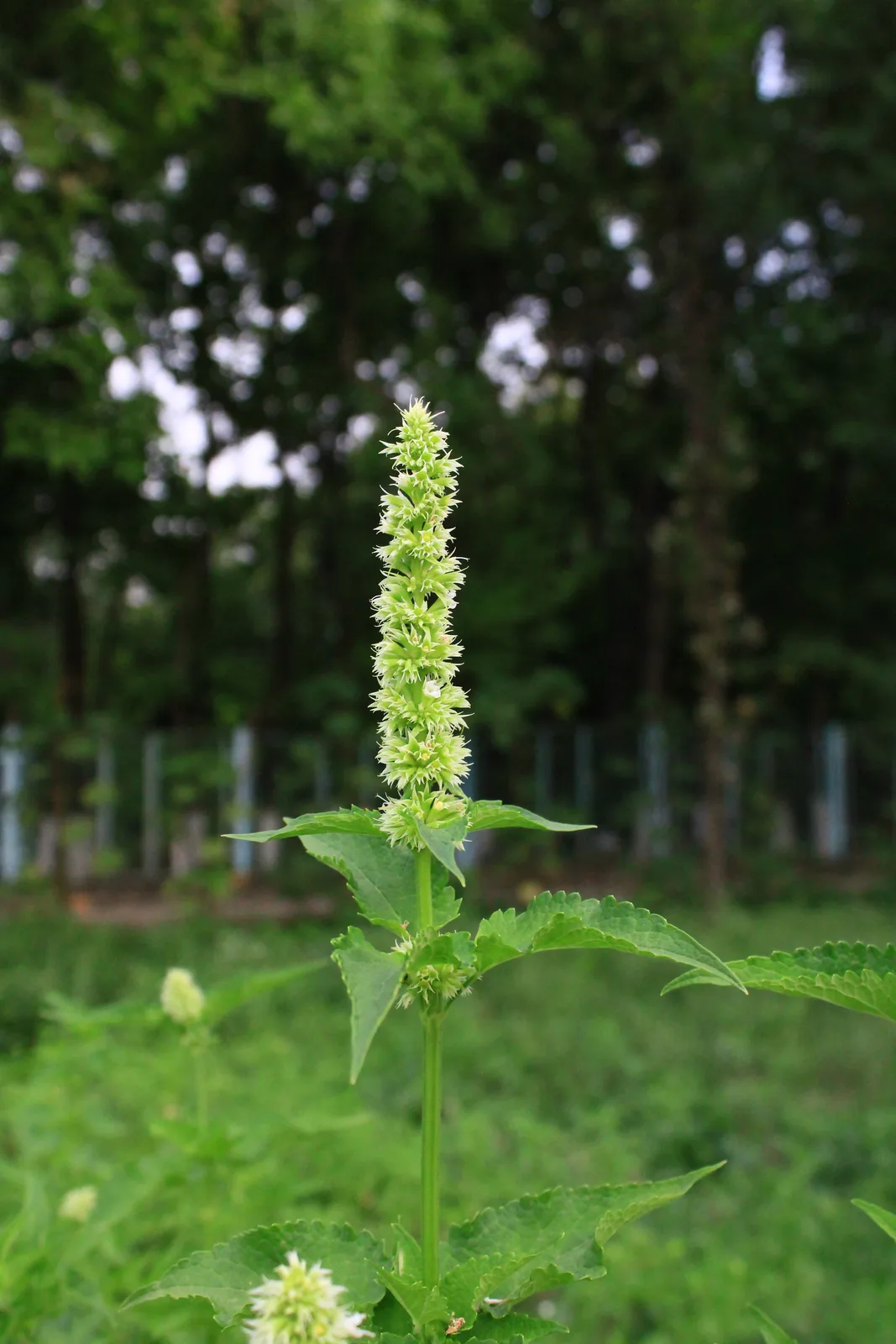 Yellow Giant Hyssop
