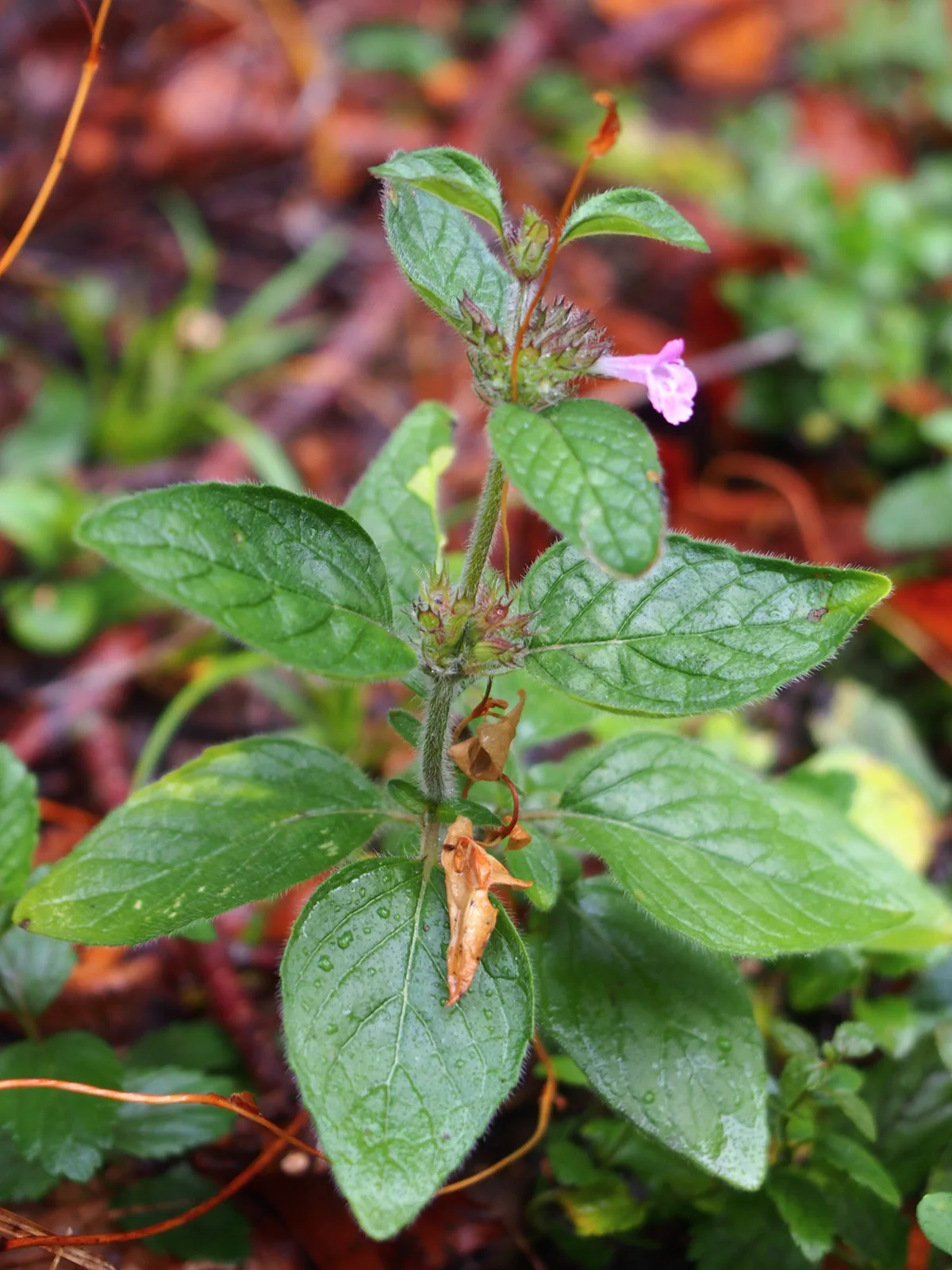 Wild Basil (Clinopodium vulgare)