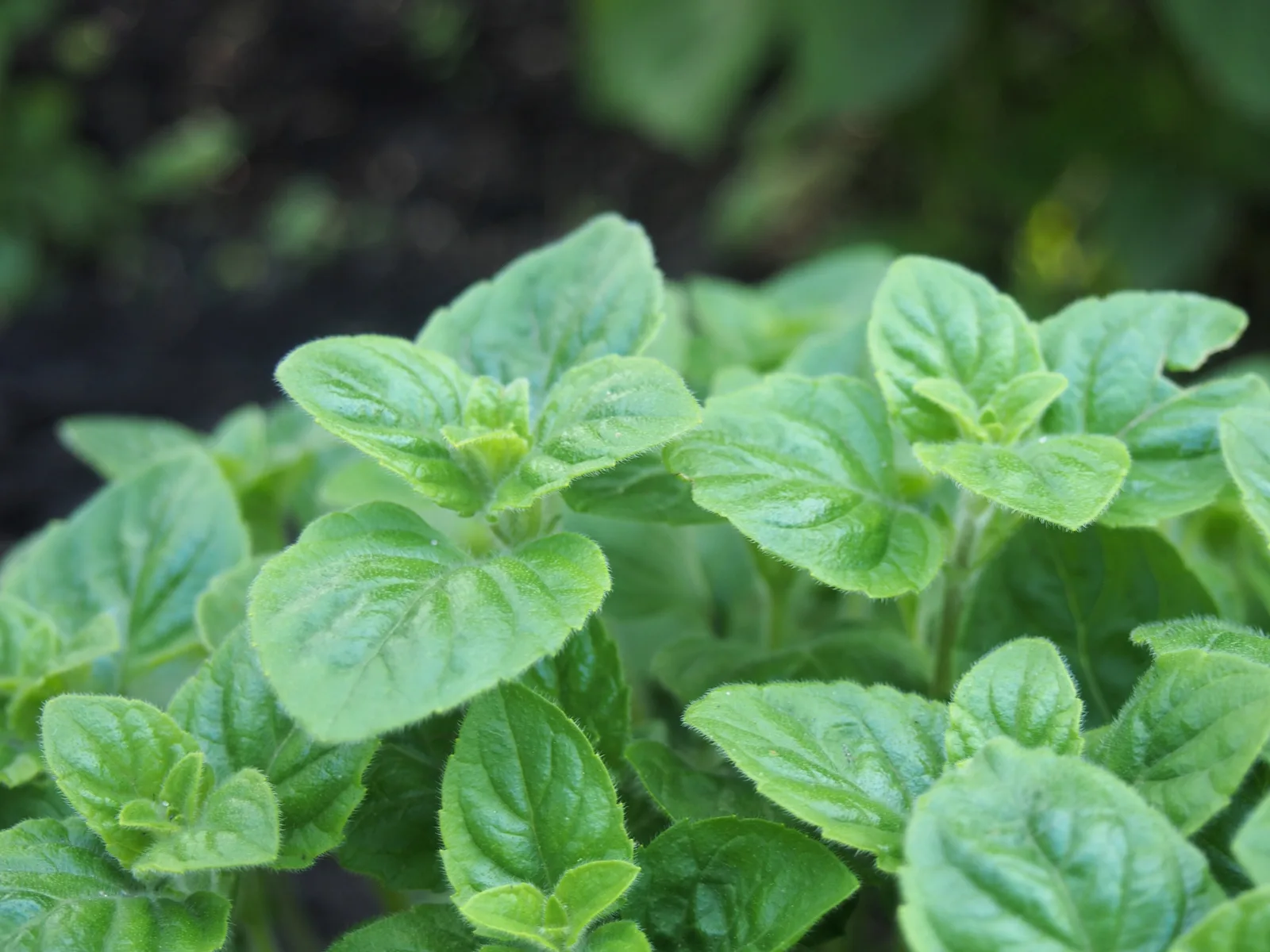 Calamint (Clinopodium nepeta)