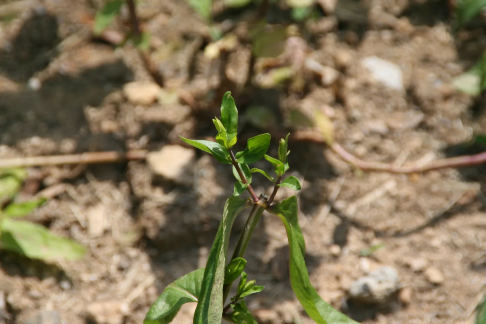 Clustered Mountain Mint (Pycnanthemum muticum)