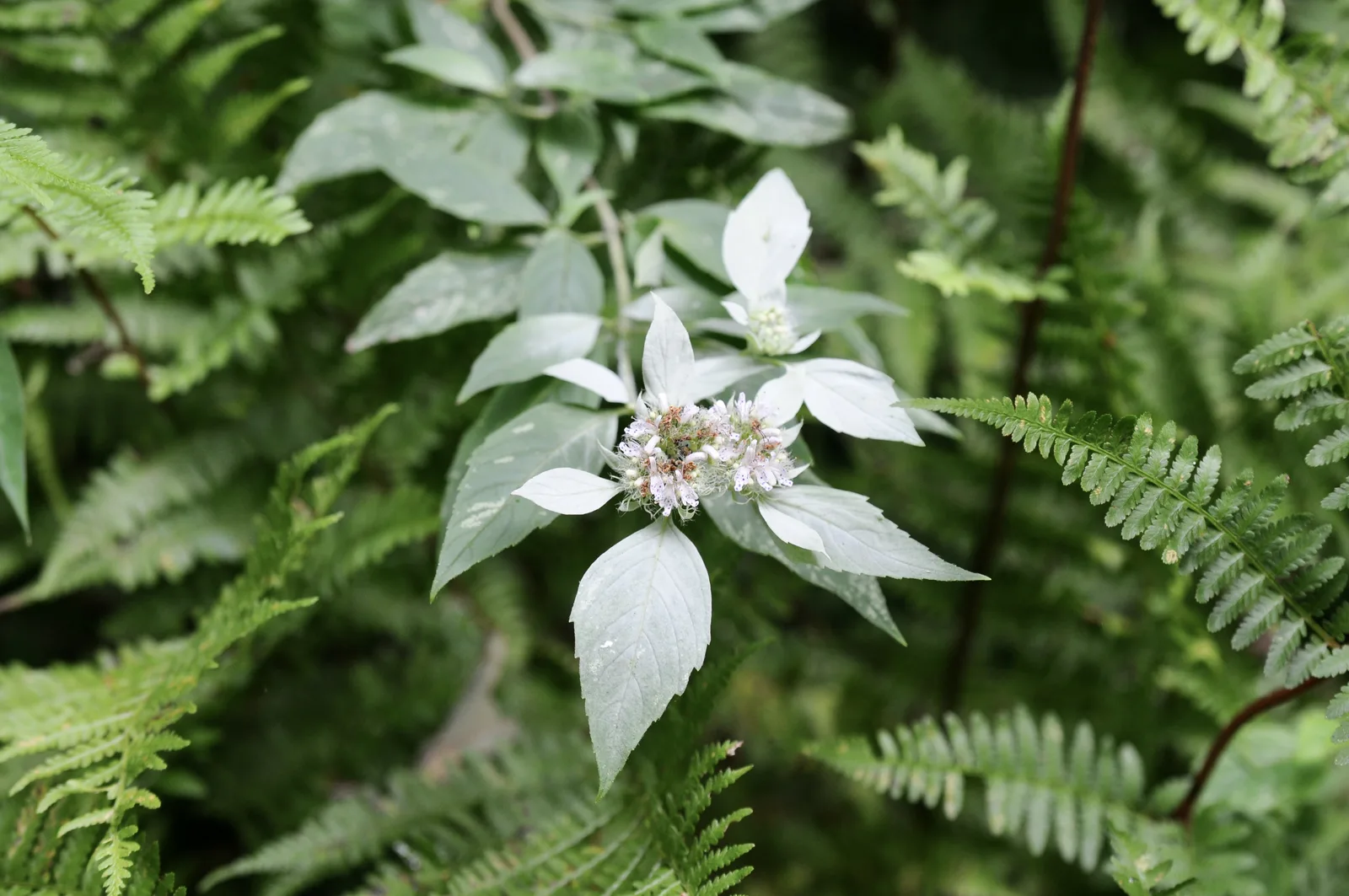 Hoary Mountain Mint