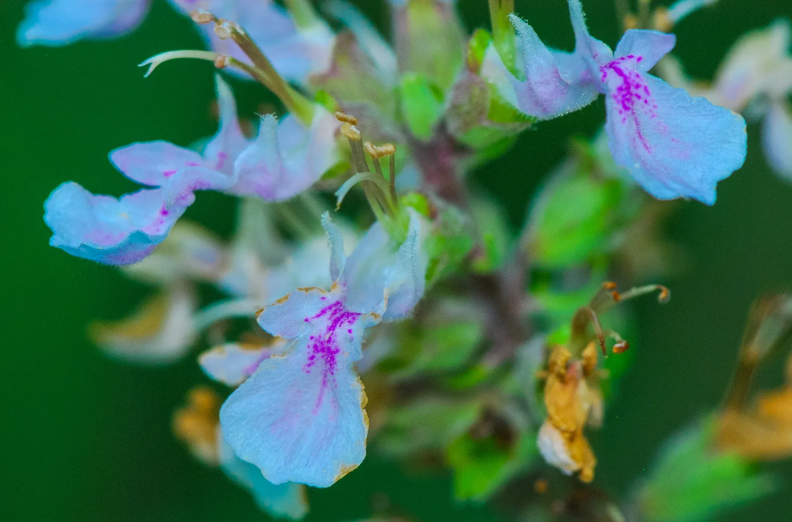 American Germander (Teucrium canadense)