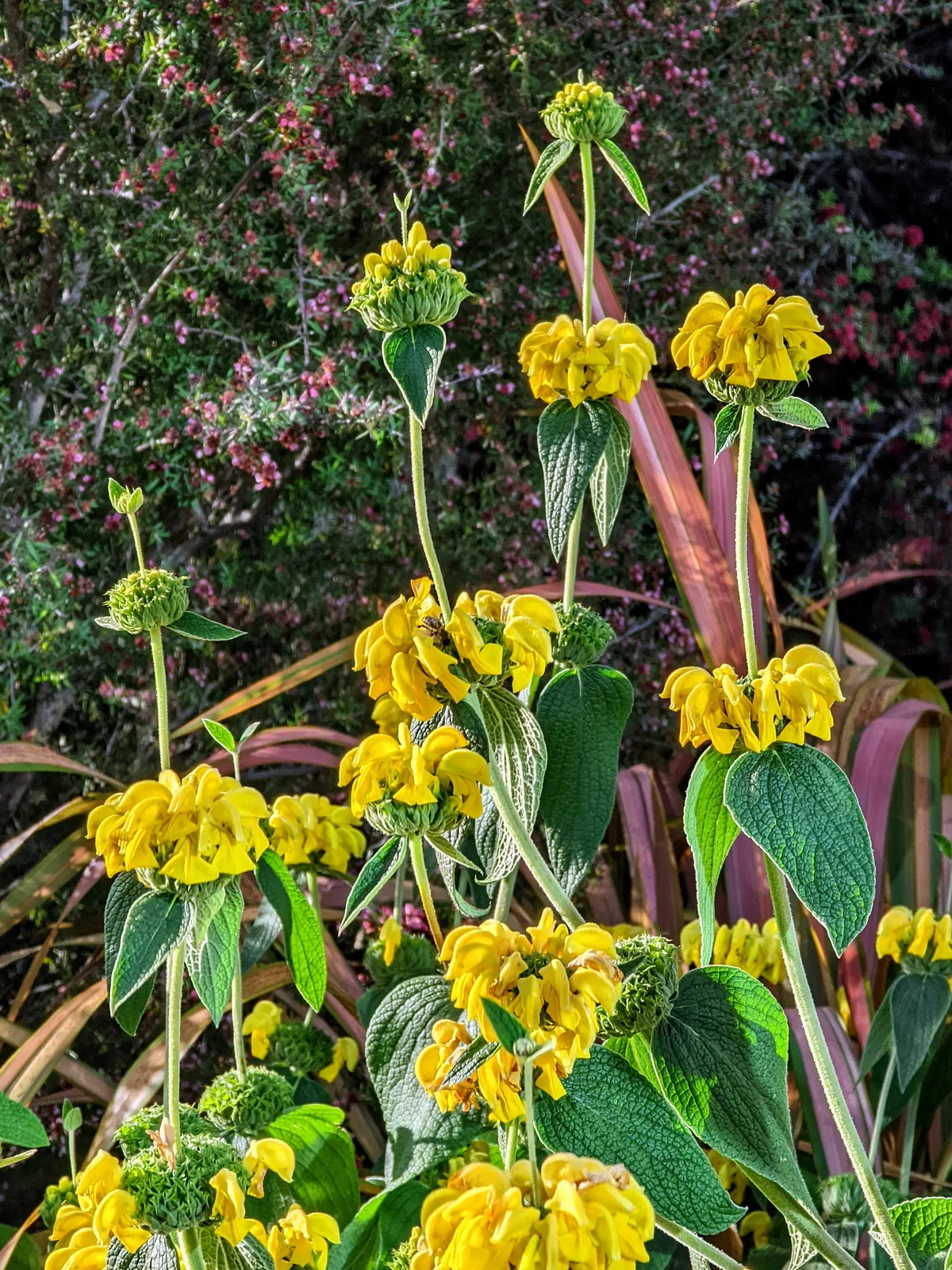 Turkish Sage (Phlomis russeliana)