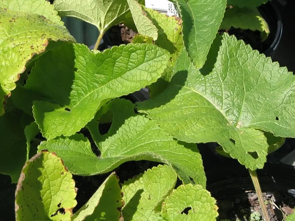 Tuberous Jerusalem Sage (Phlomis tuberosa)