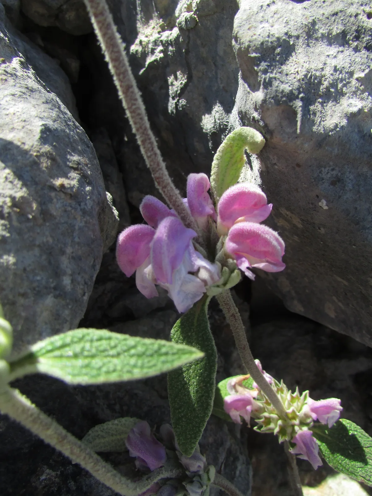 Purple Jerusalem Sage (Phlomis purpurea)