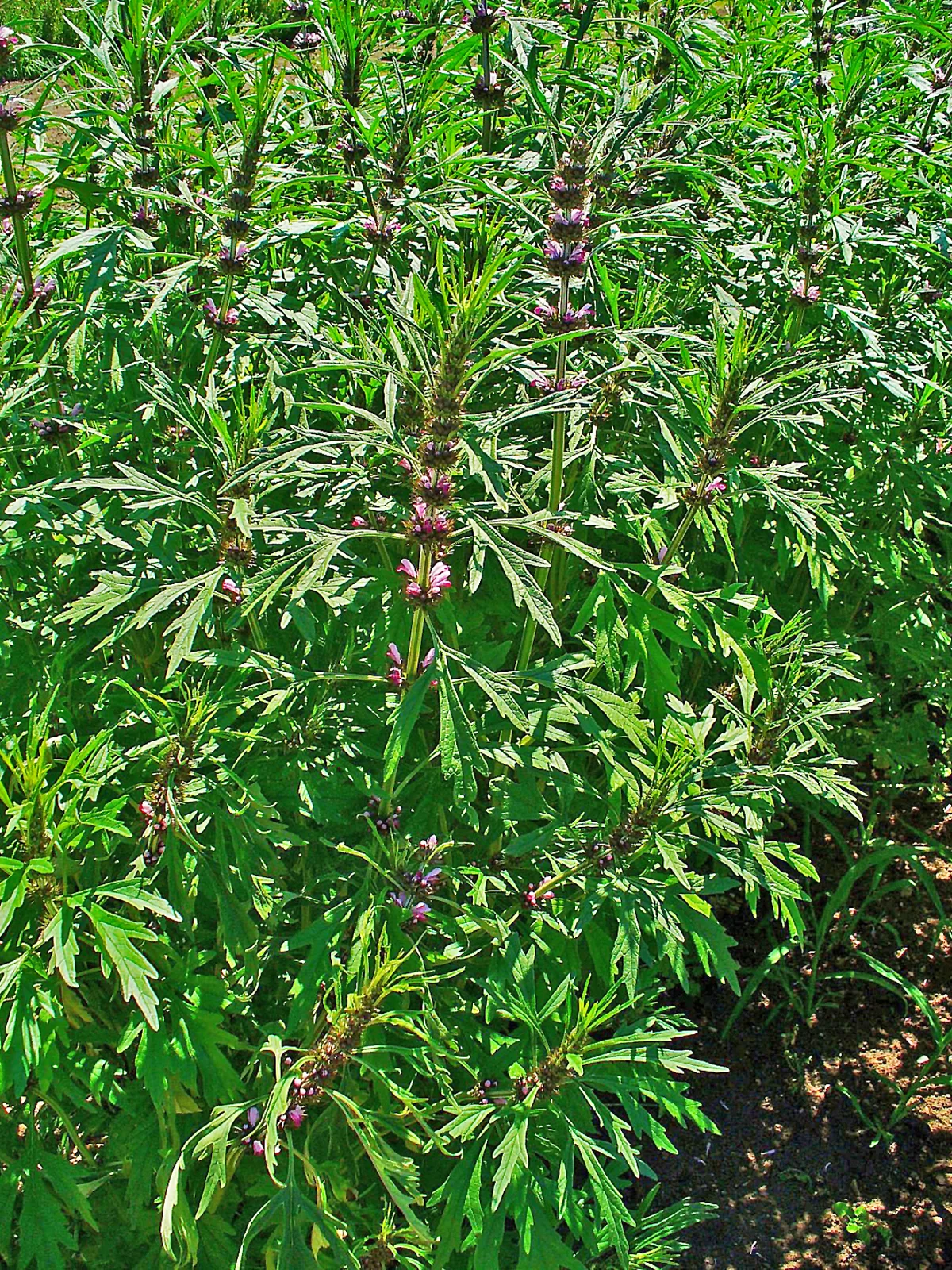 Siberian Motherwort (Leonurus sibiricus)