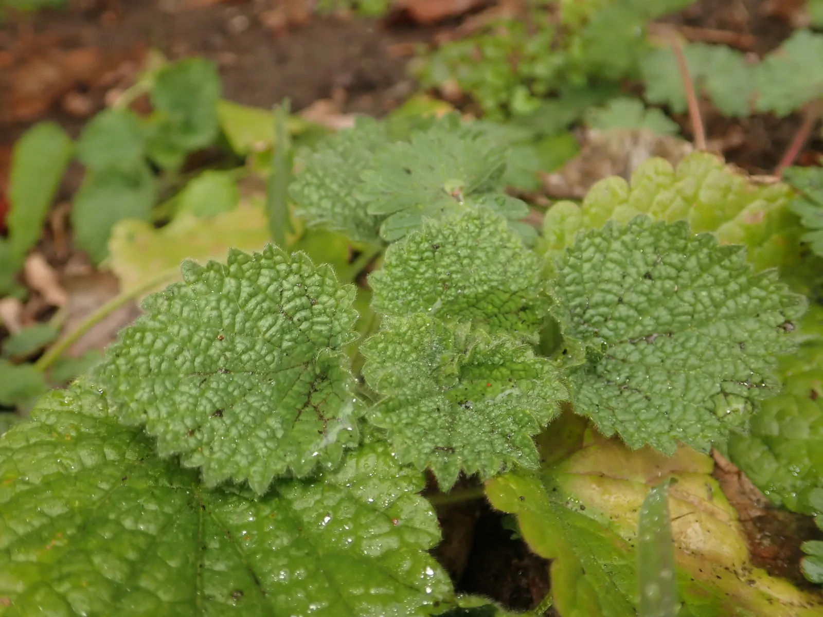 Black Horehound (Ballota nigra)