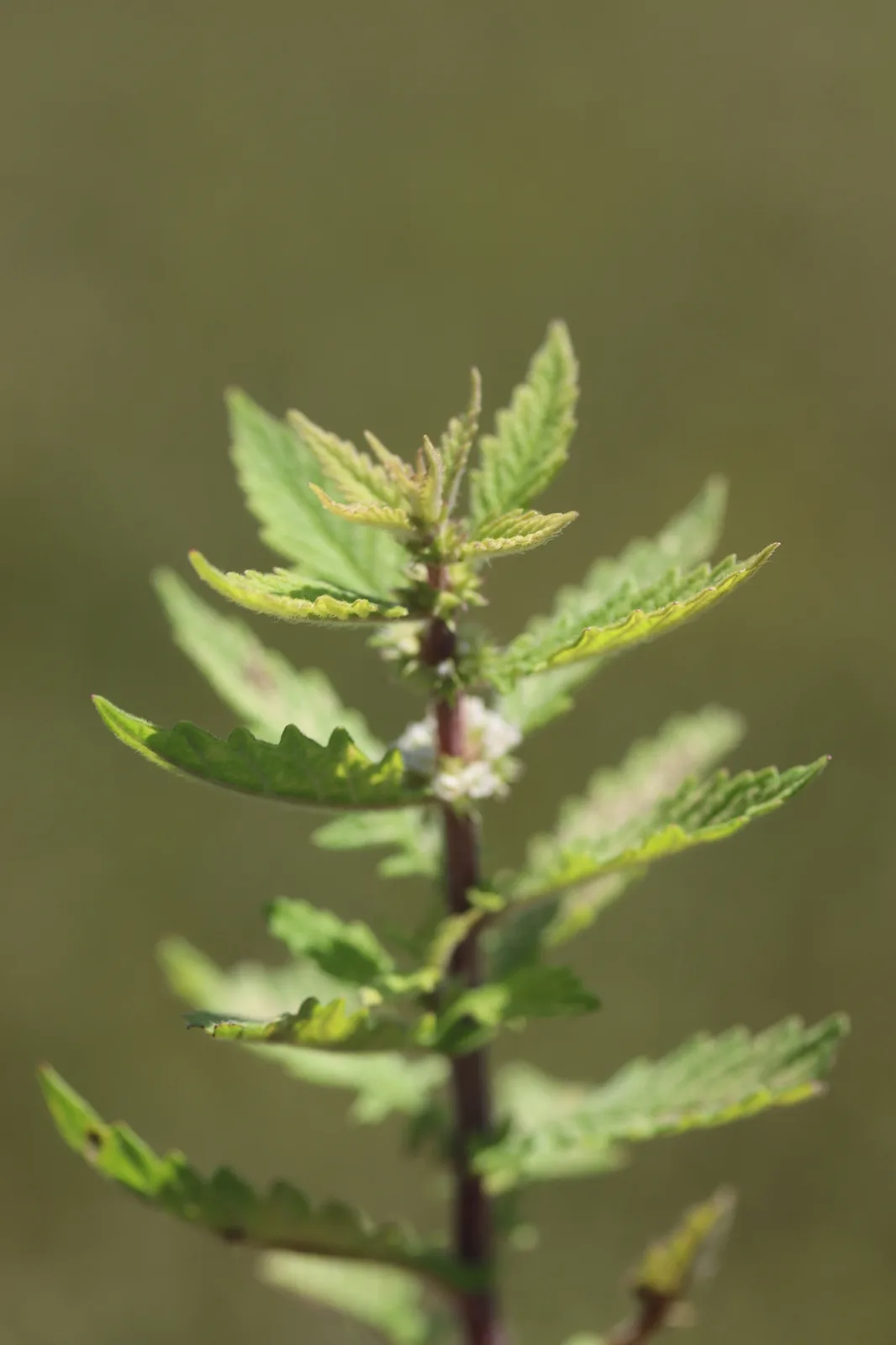Water Horehound (Lycopus europaeus)