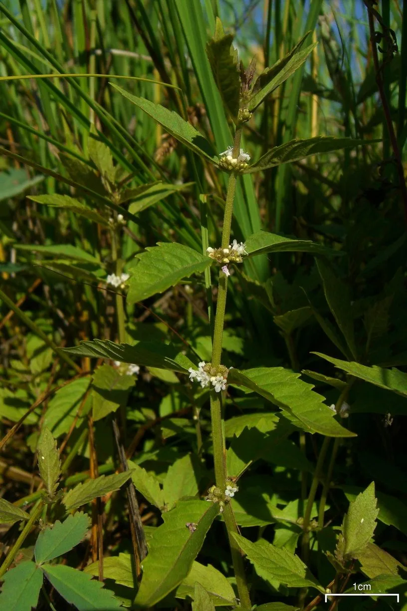 American Bugleweed (Lycopus americanus)