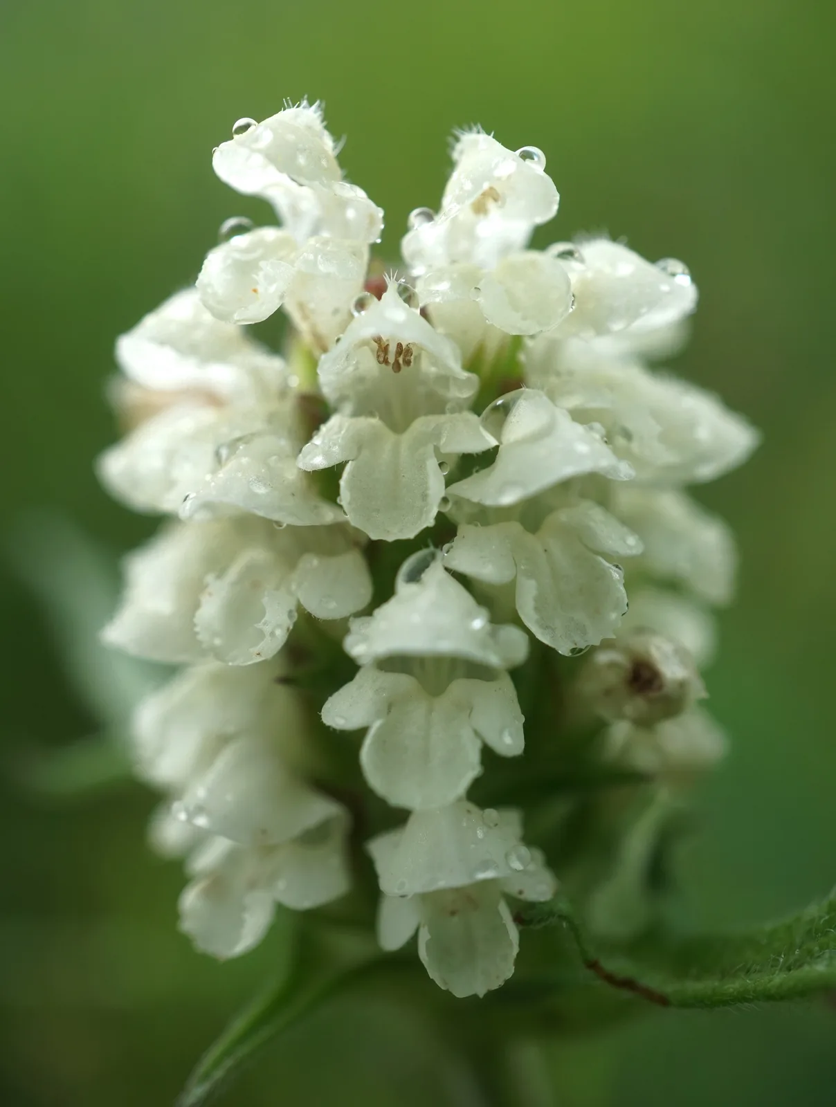 Cutleaf Selfheal (Prunella laciniata)