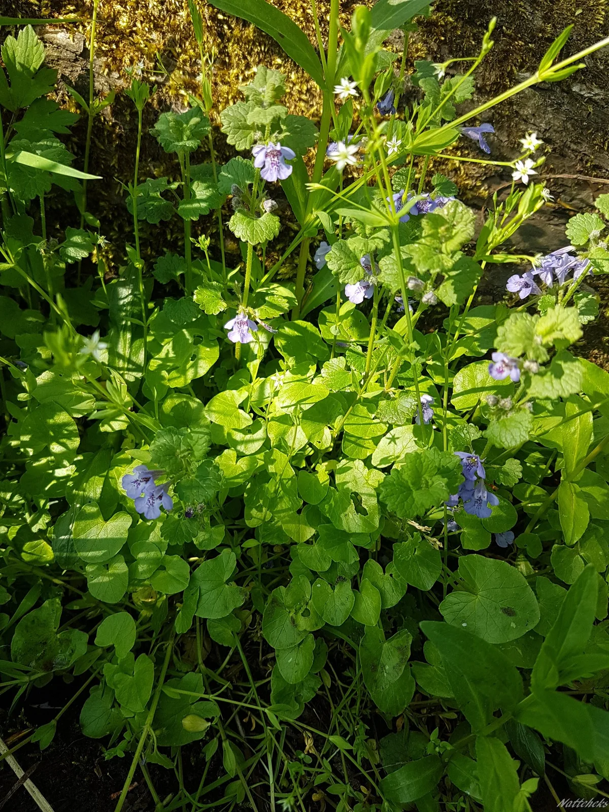 Ground Ivy (Glechoma hederacea)