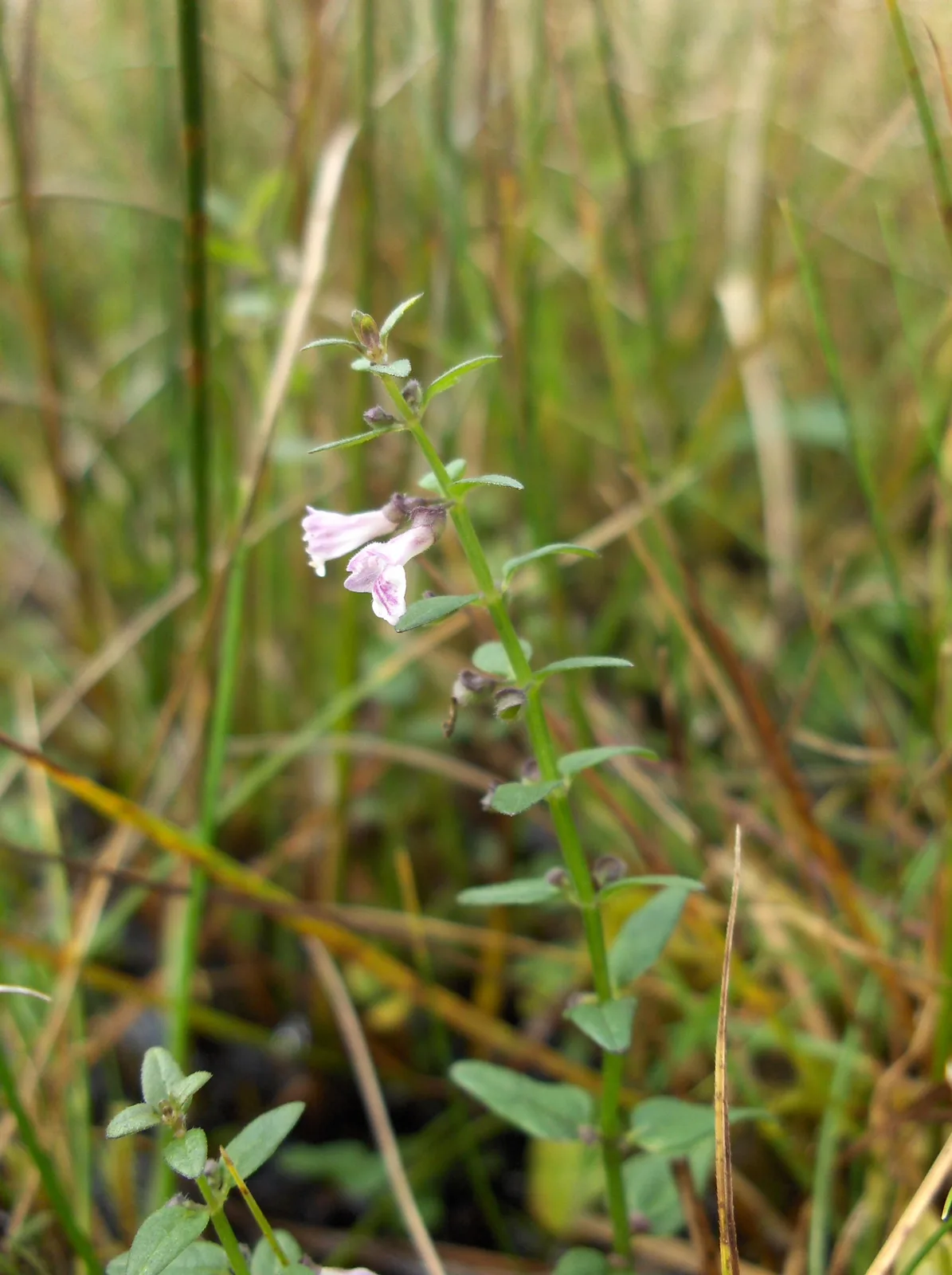 Lesser Skullcap (Scutellaria minor)