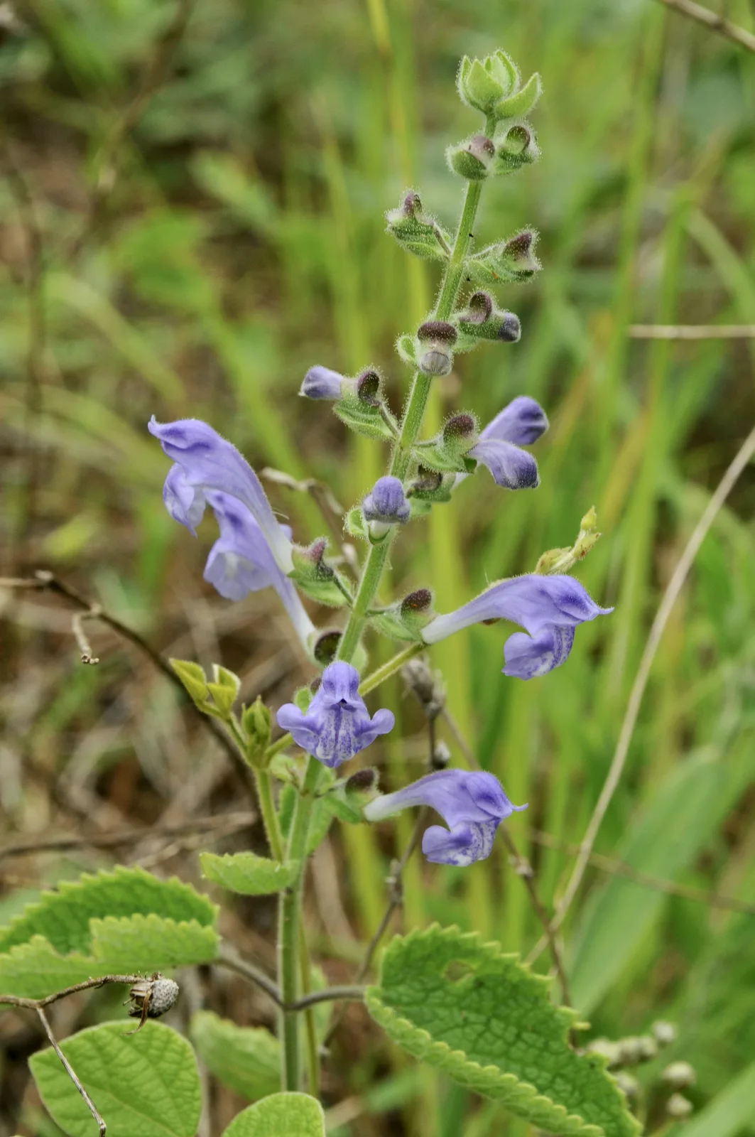 Heartleaf Skullcap (Scutellaria ovata)